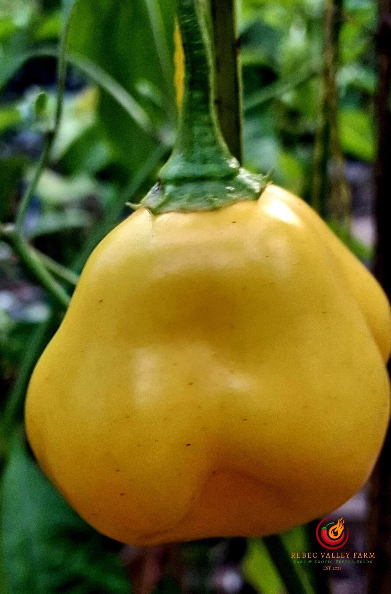 Yellow Zebrange Pepper - Image 4