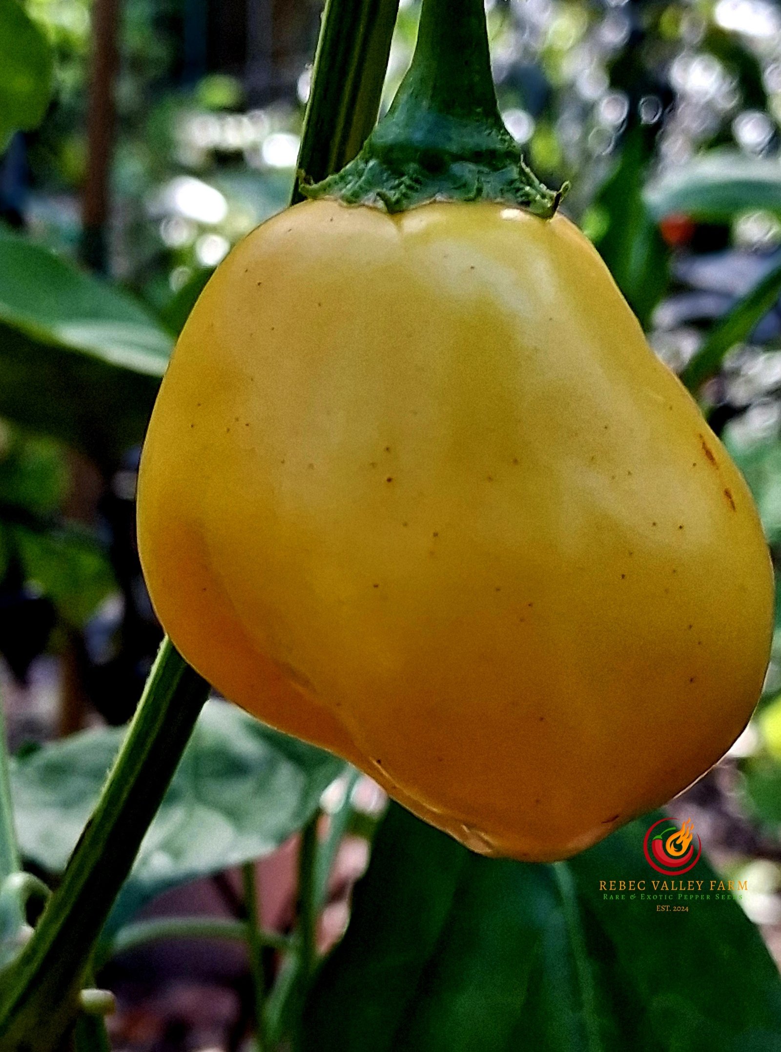 Yellow Zebrange Pepper - Image 3
