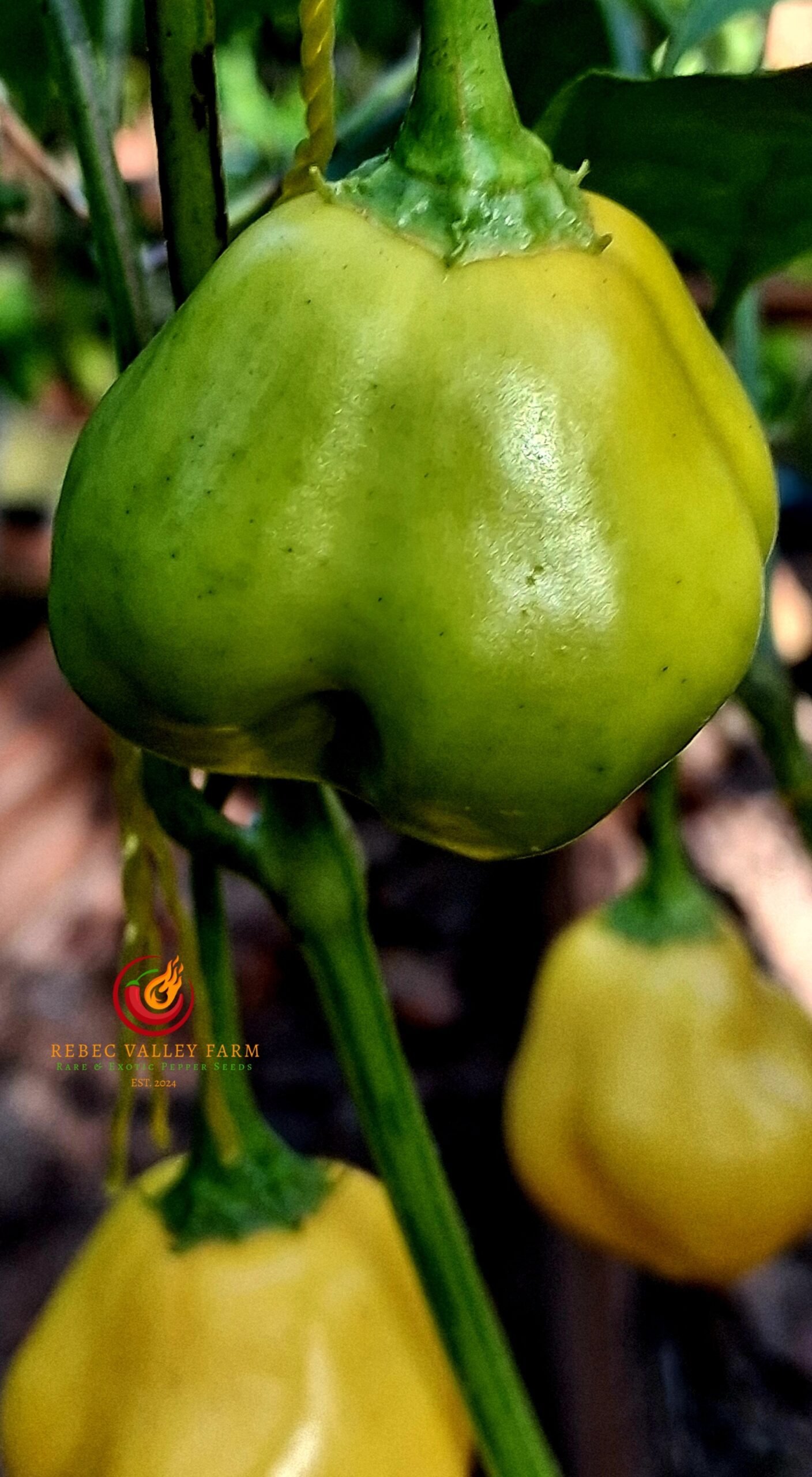Yellow Zebrange Pepper - Image 2