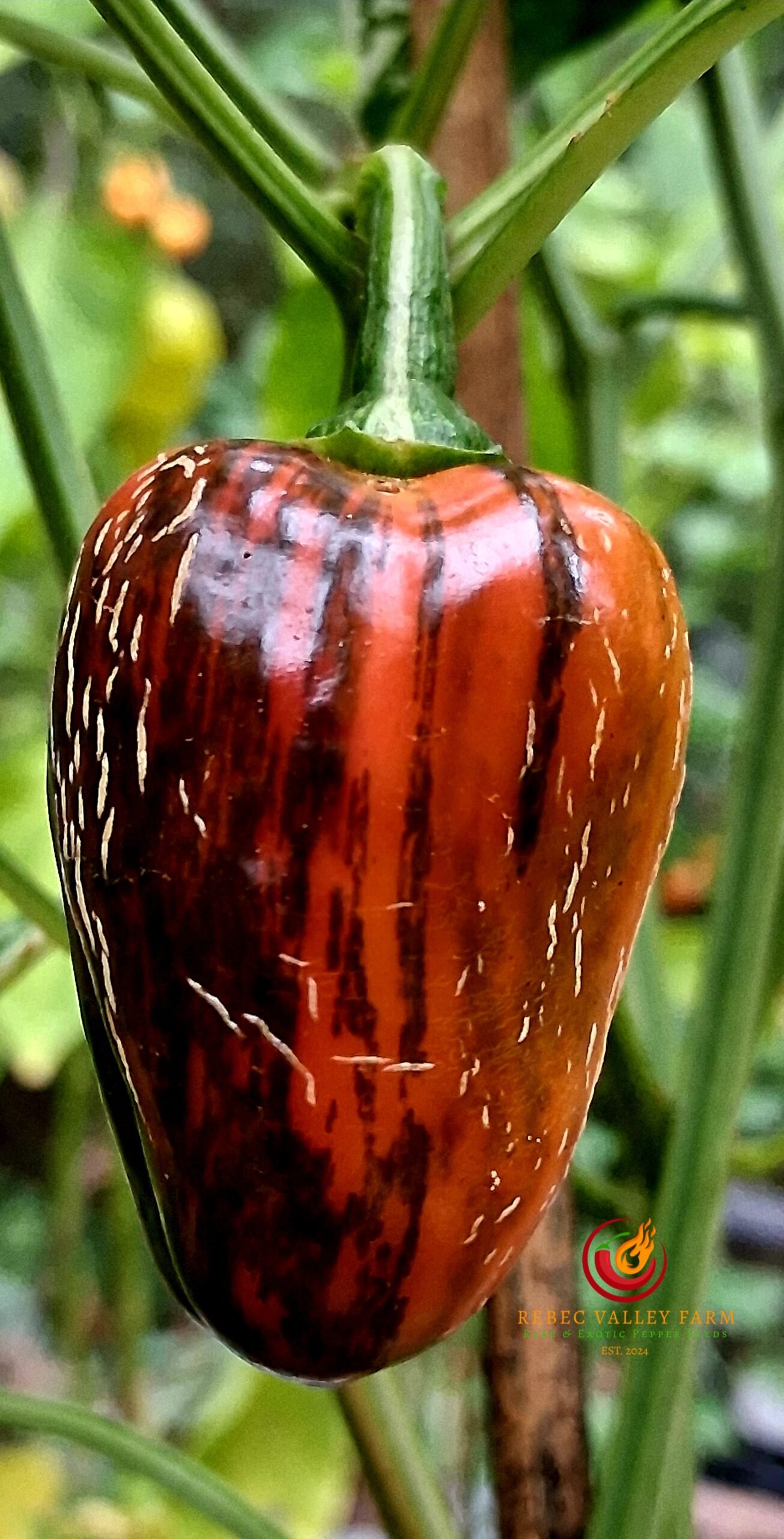 Knight's Arch Angel Pepper - Image 4