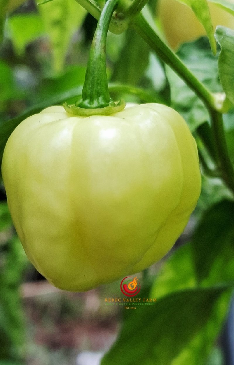 White Habanero Pepper - Image 3