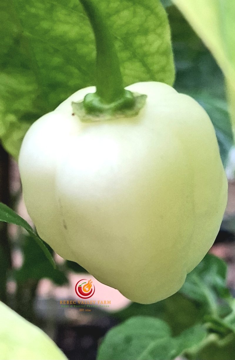 White Habanero Pepper - Image 2
