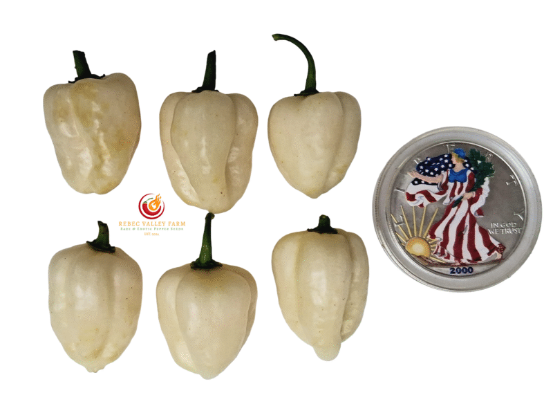 White Habanero Pepper