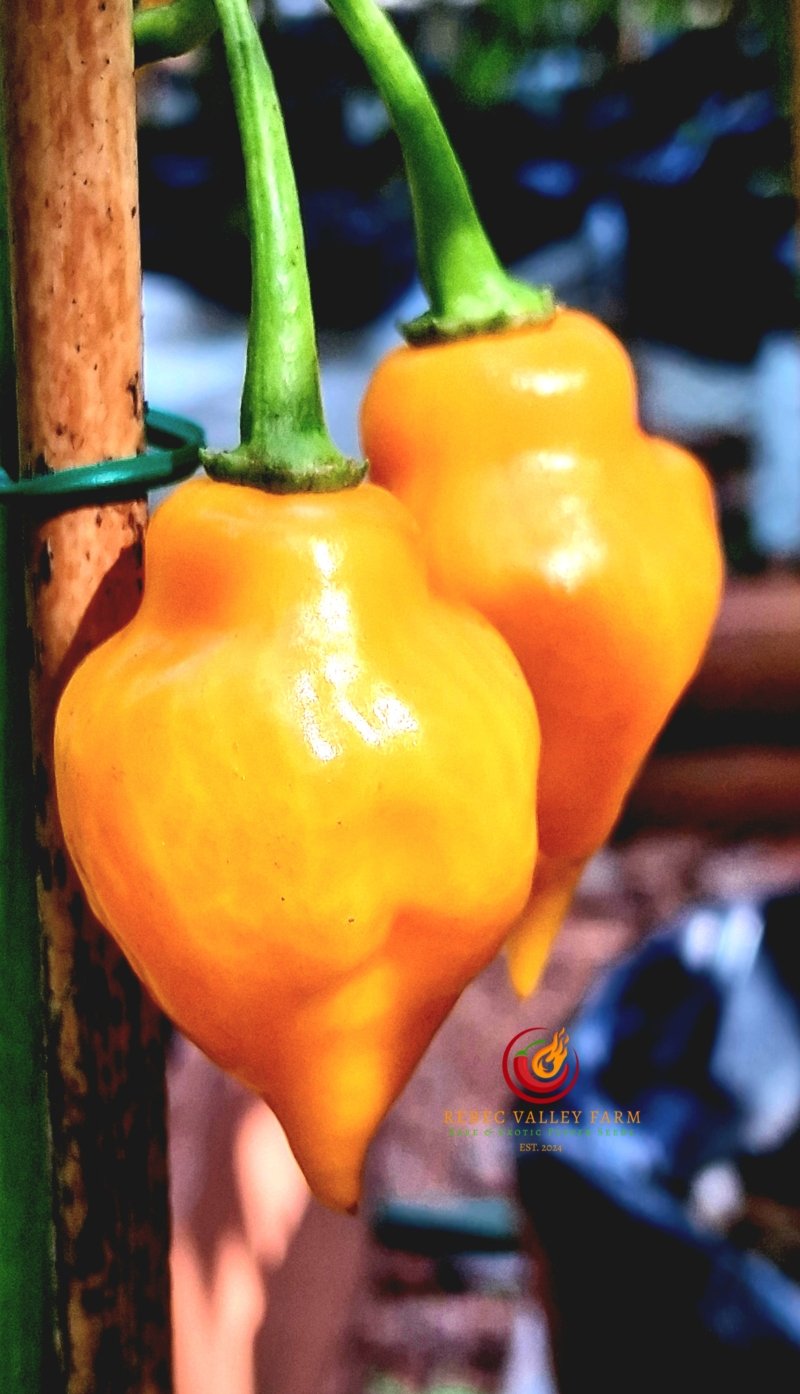 Aji Mochero Pepper - Image 2
