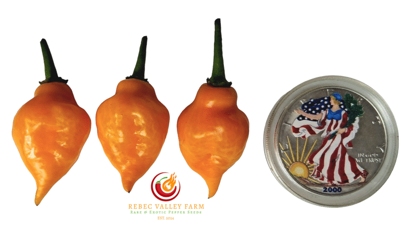 Aji Mochero Pepper