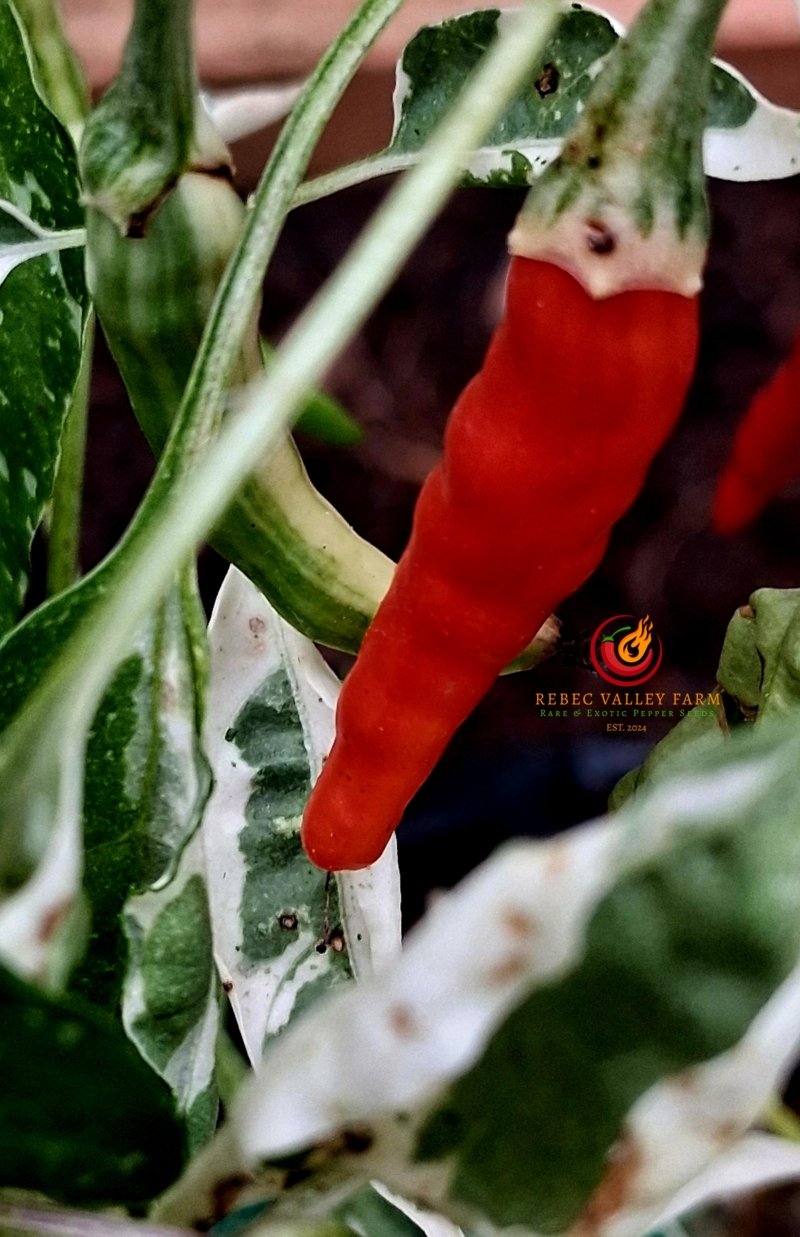 Intergalactic Red Pepper - Image 3