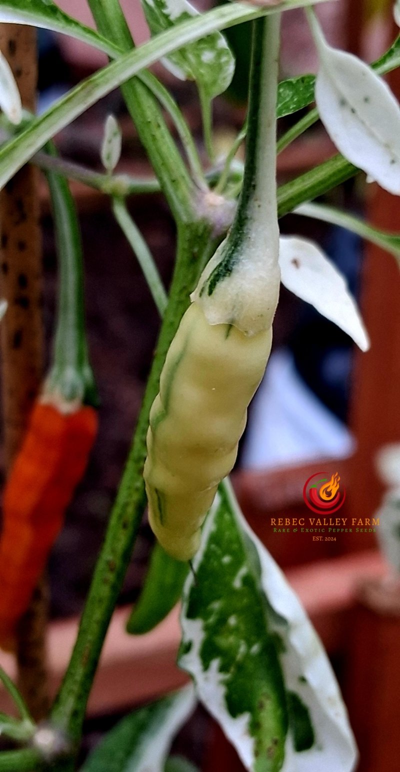Intergalactic Red Pepper - Image 2
