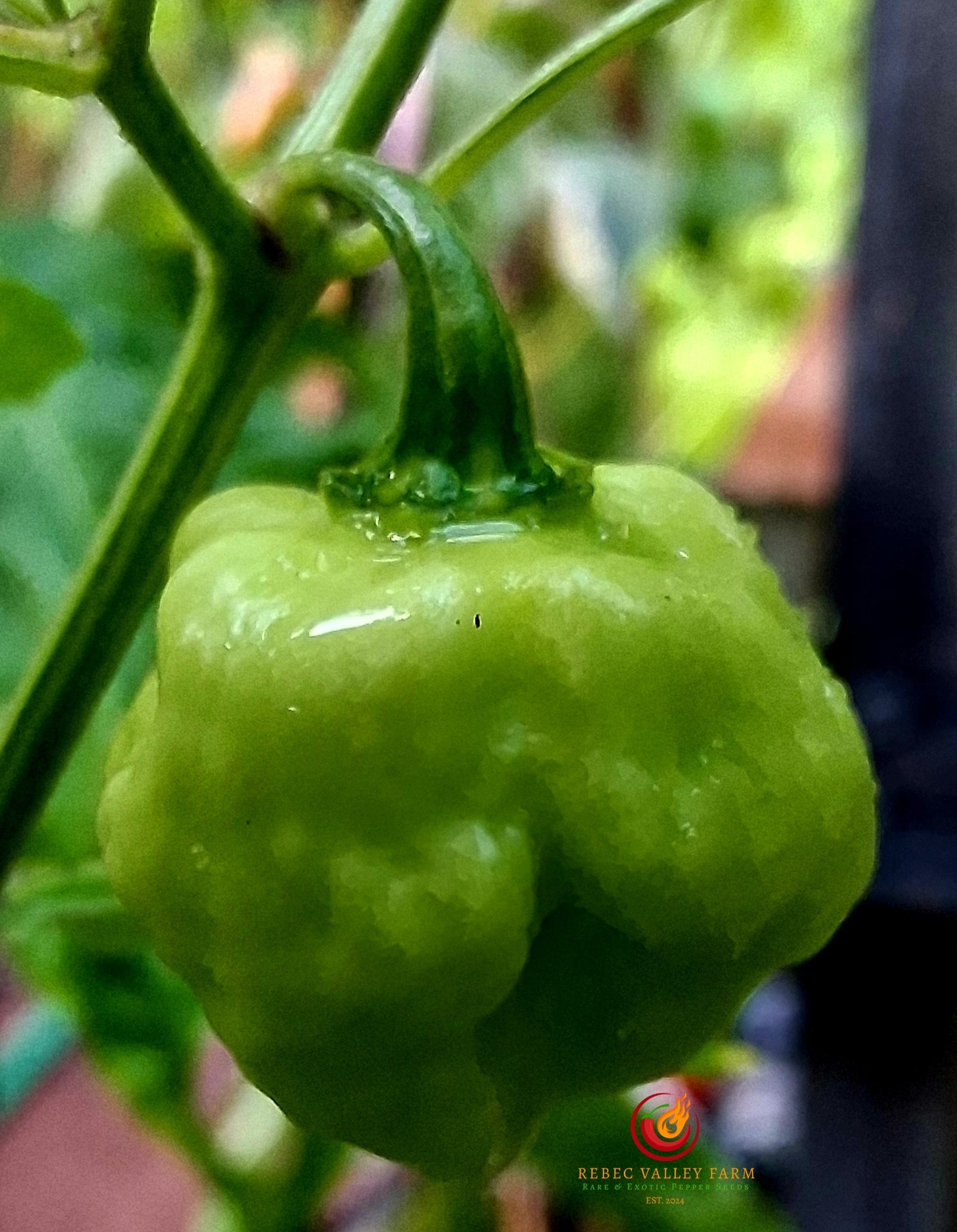 Aji Margariteno Pepper - Image 3