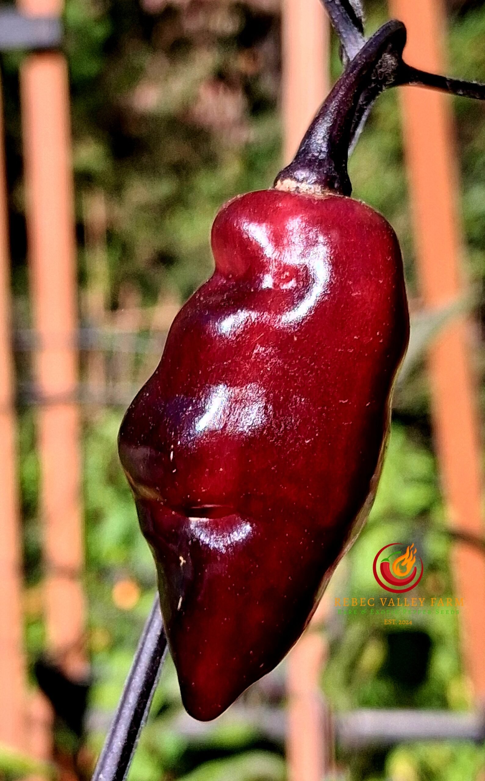 7JPN Dark Pepper - Image 2