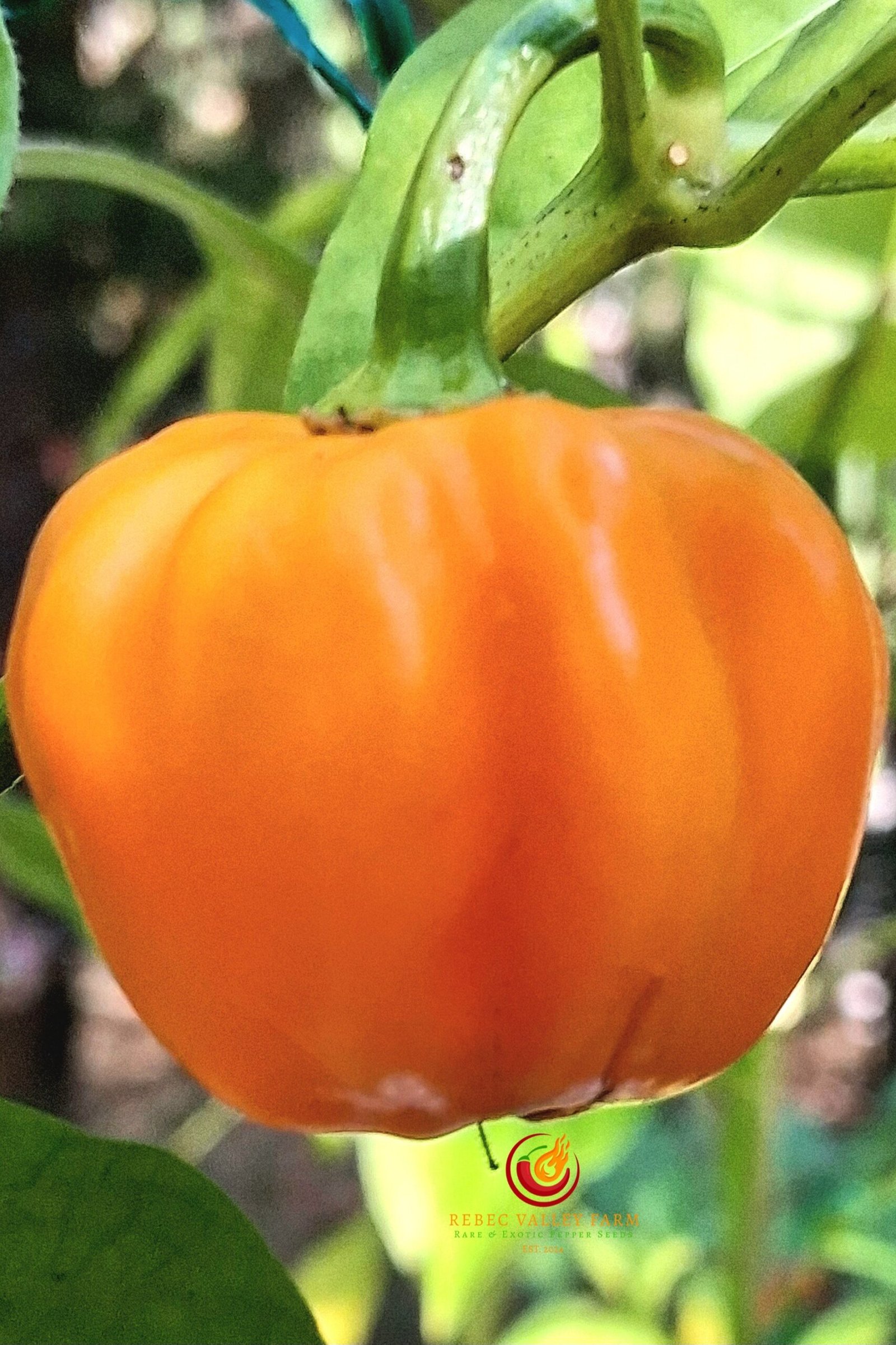 St. Lucia Scotch Bonnet Pepper - Image 2