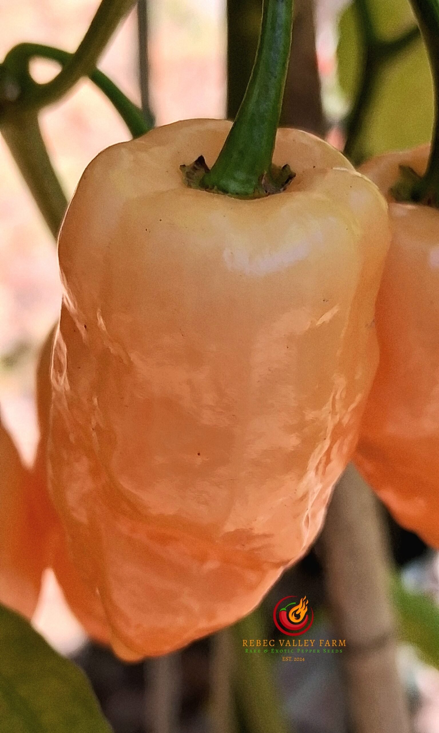 Peach Fatalii Pepper - Image 3