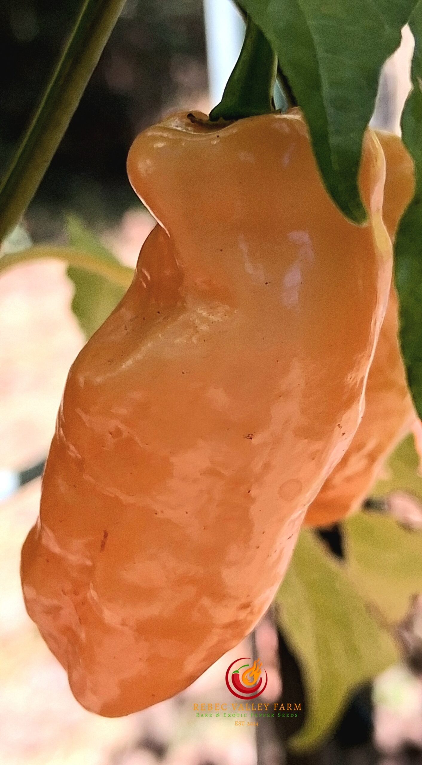 Peach Fatalii Pepper - Image 2