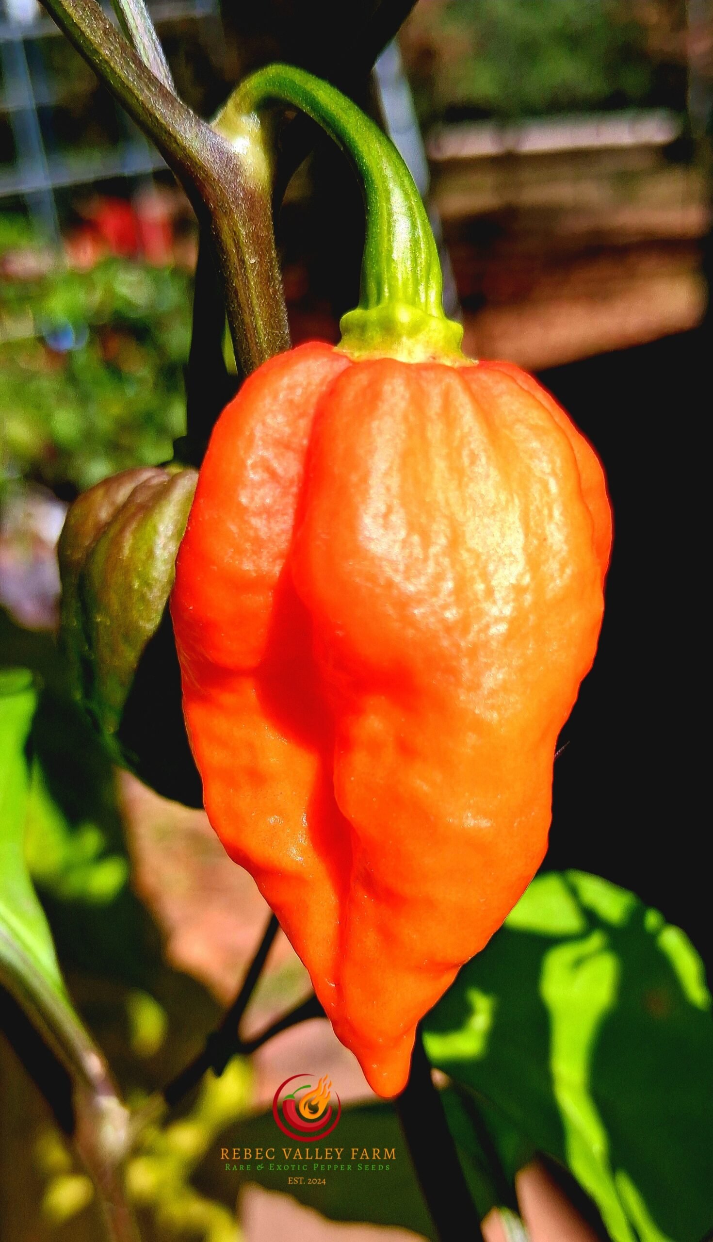 7 Pot Madballz Pepper - Image 3