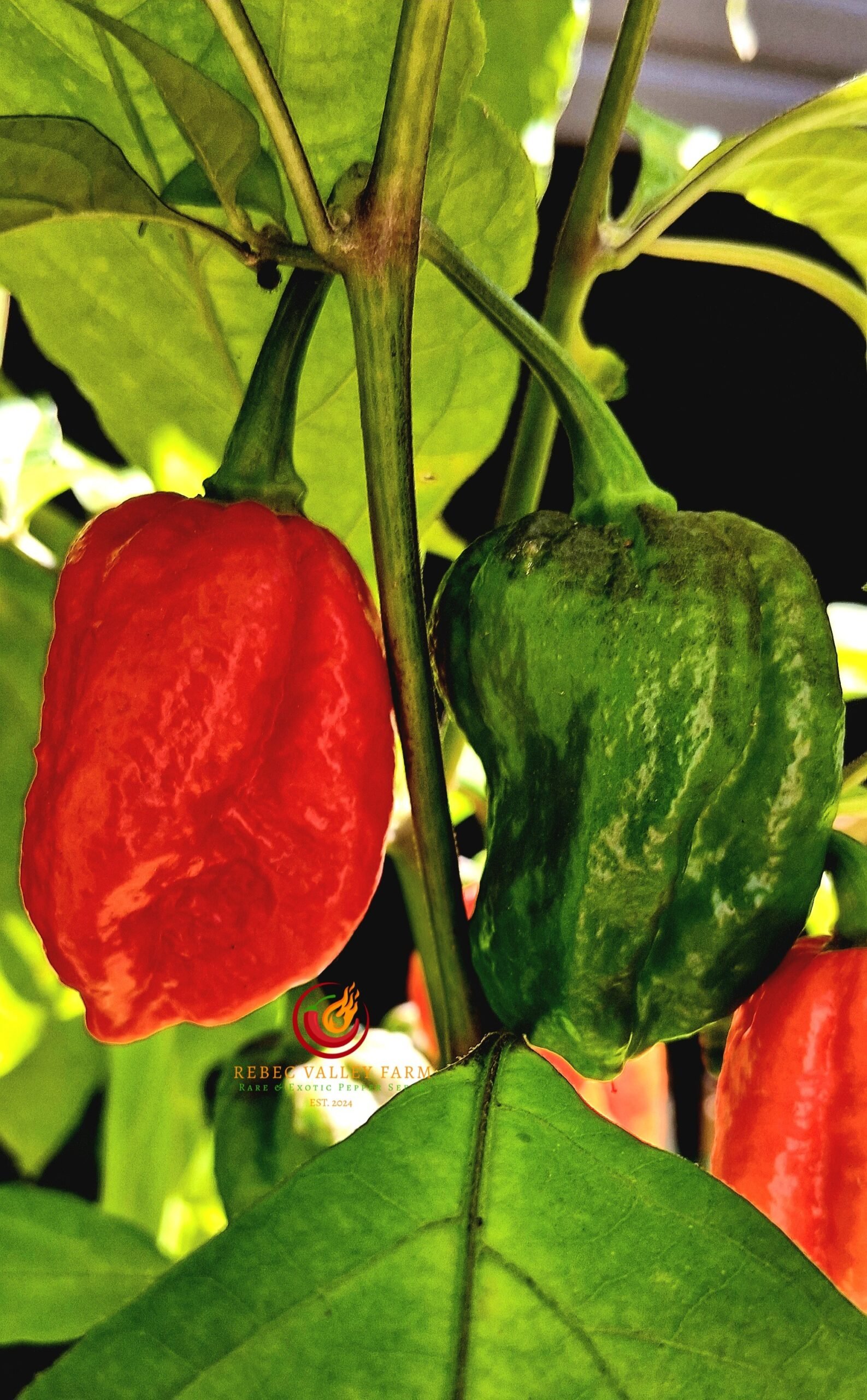 7 Pot Madballz Pepper - Image 2