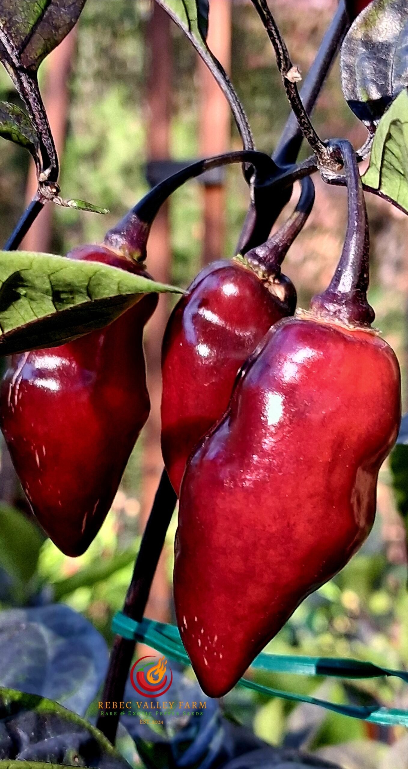 7JPN Dark Pepper - Image 6