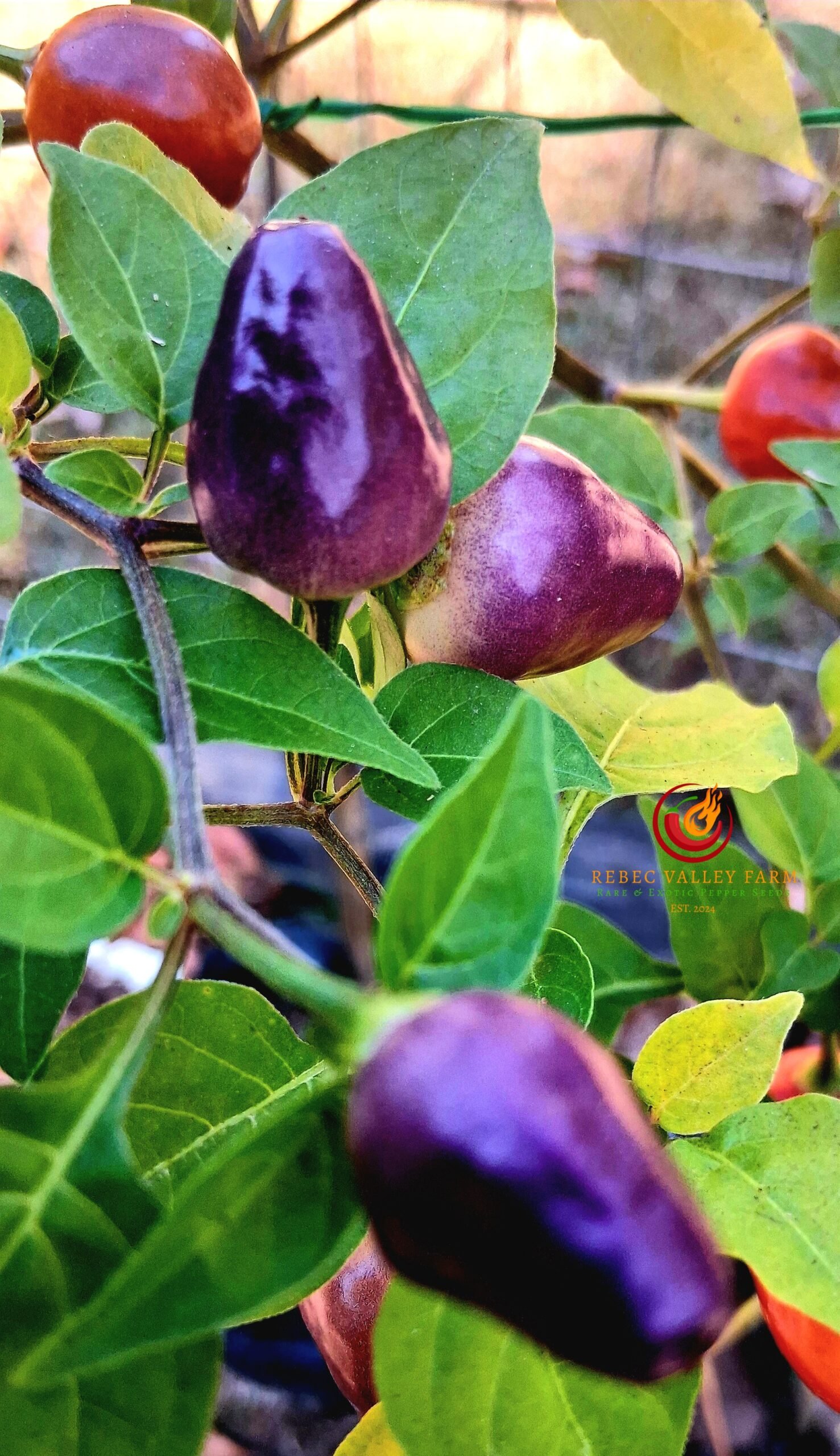 Aji Ayuyo Pepper - Image 2