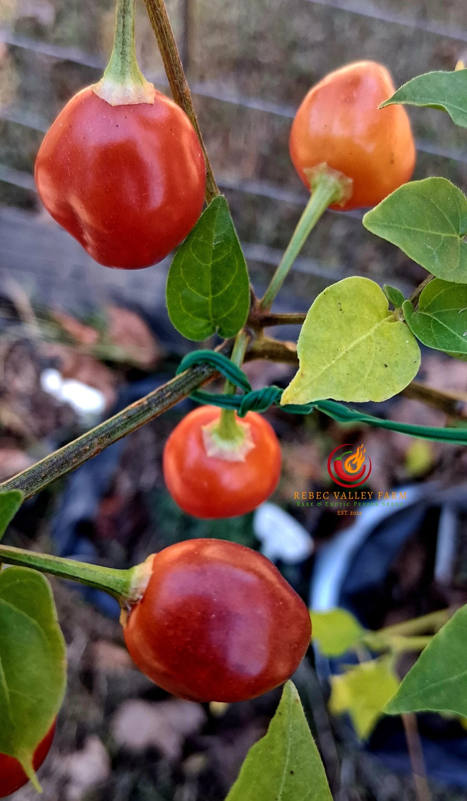 Aji Ayuyo Pepper - Image 4