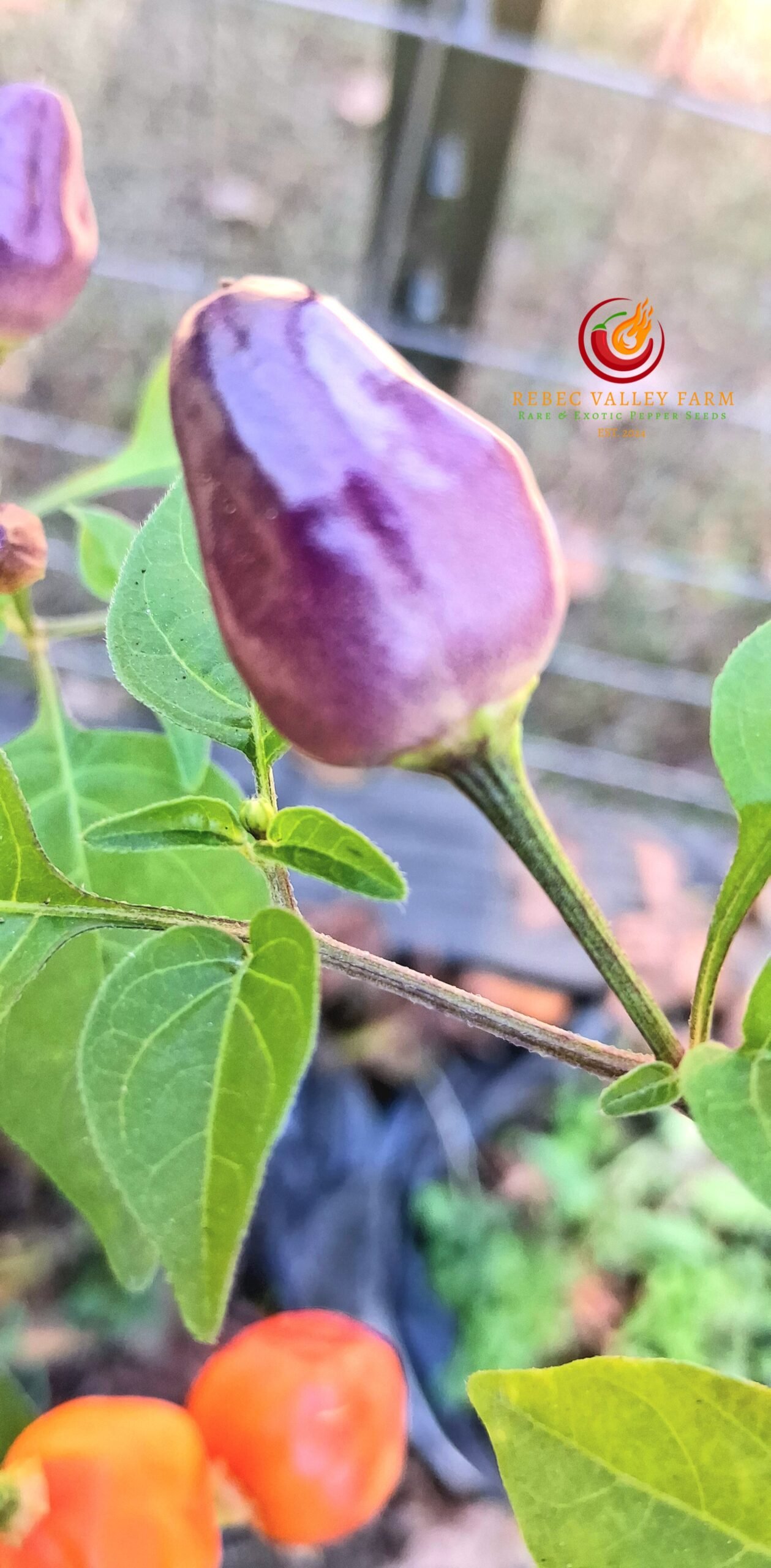 Aji Ayuyo Pepper - Image 3