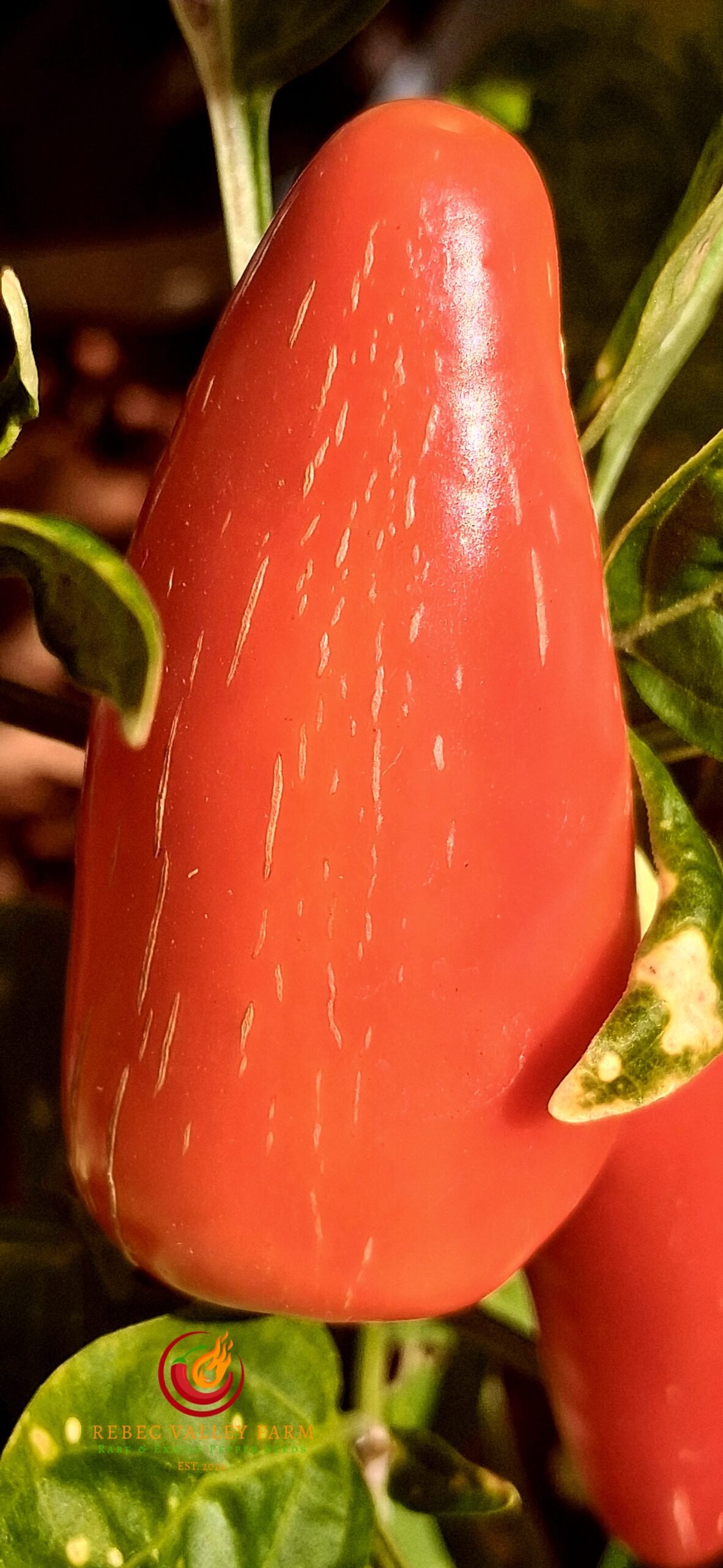 NuMex Pinata Jalapeno Pepper - Image 5