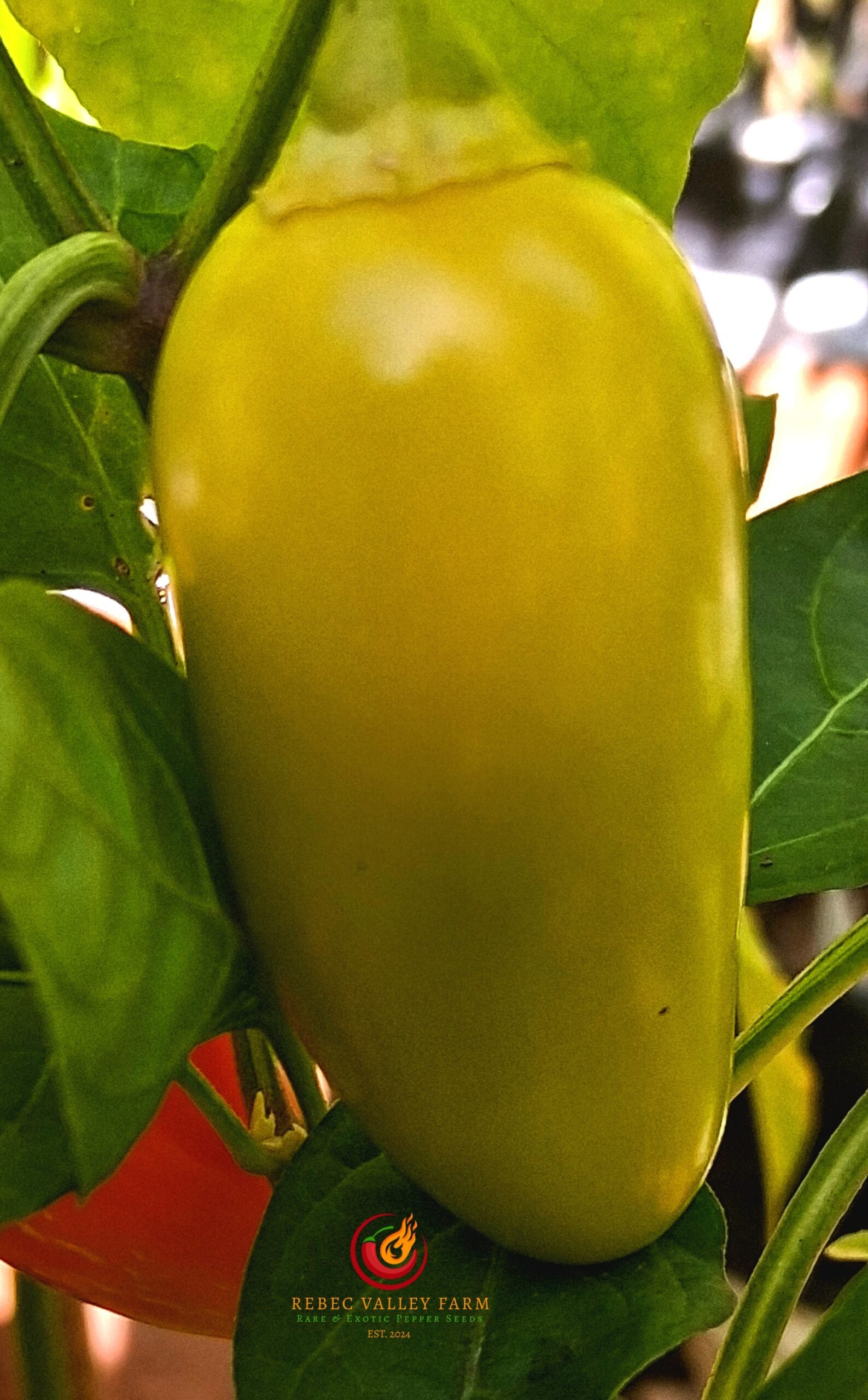 NuMex Pinata Jalapeno Pepper - Image 4