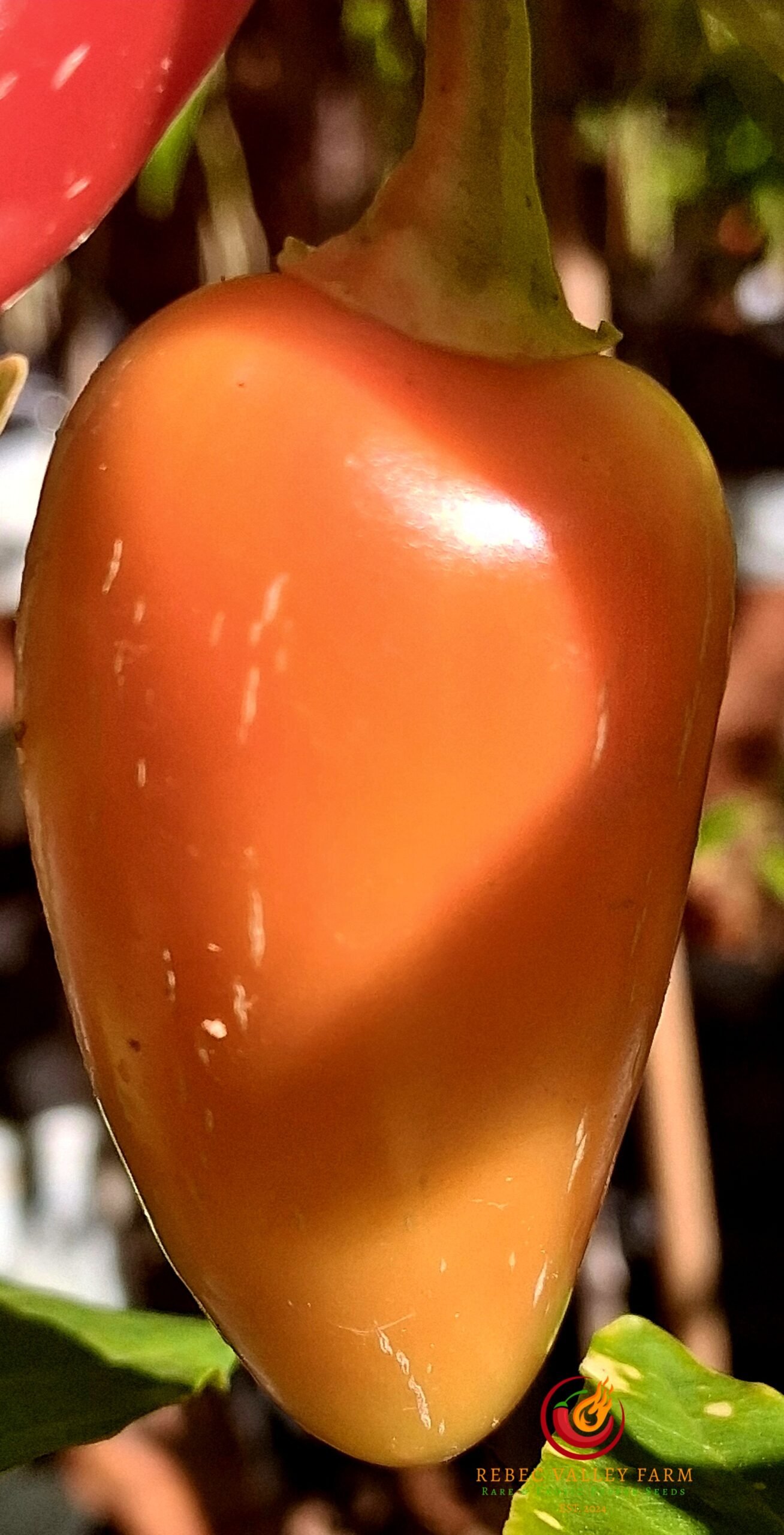 NuMex Pinata Jalapeno Pepper - Image 3