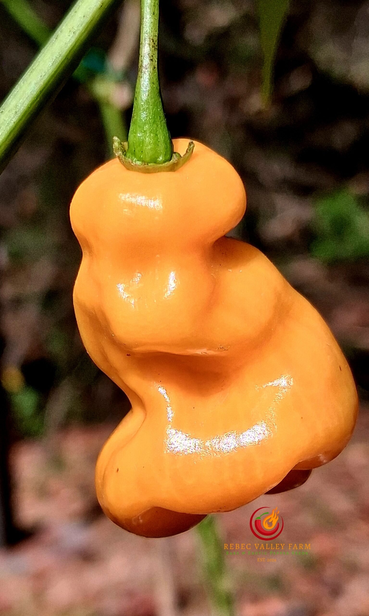 Madame Jeanette Pepper - Image 3