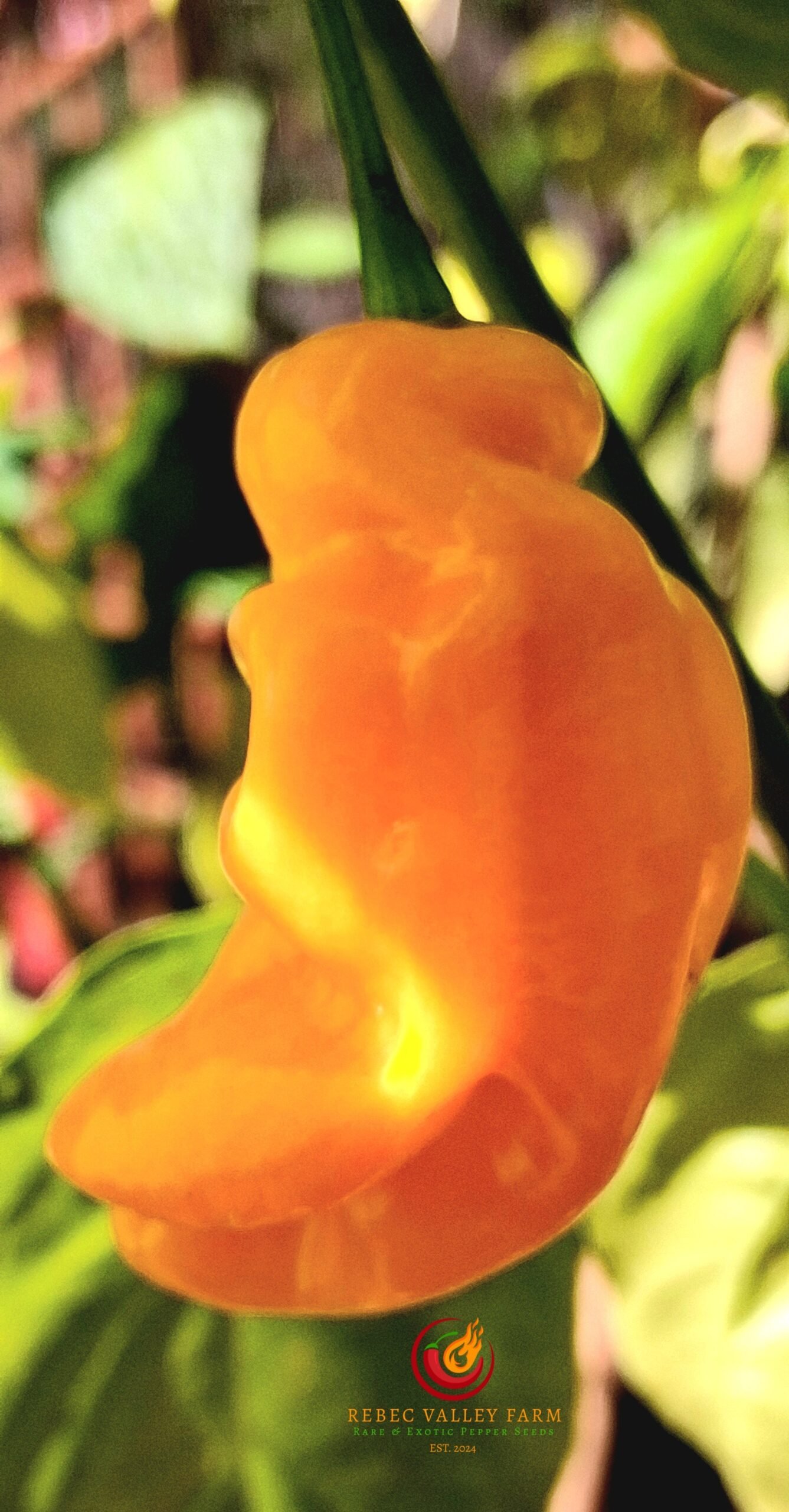 Madame Jeanette Pepper - Image 2