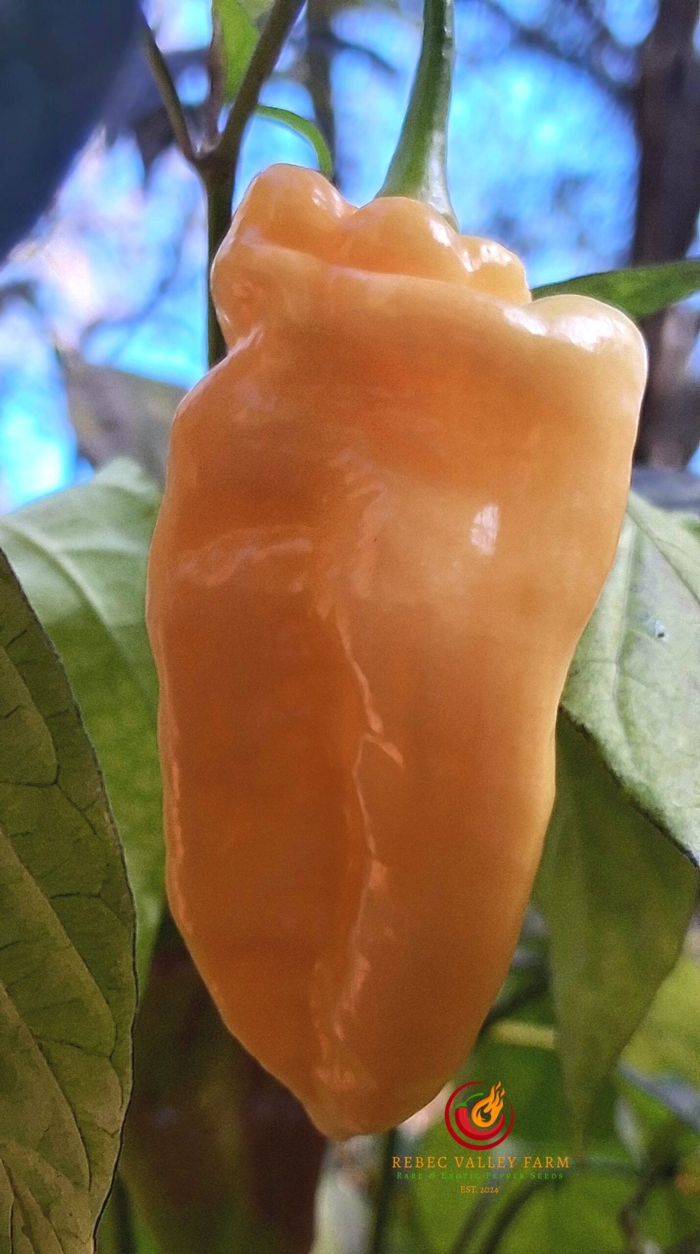 Peach Reaper DS V1 Pepper - Image 3