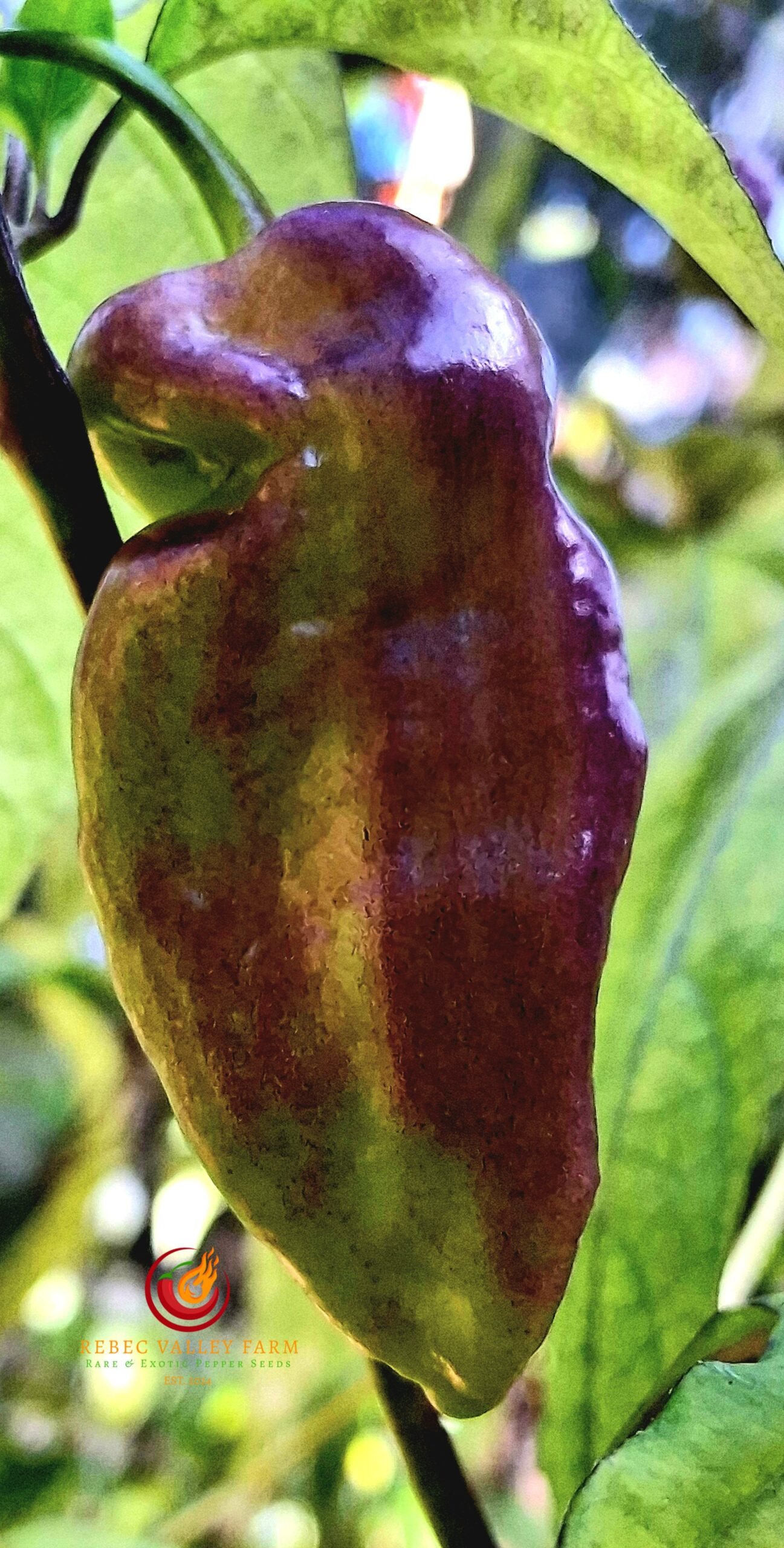 Peach Reaper DS V1 Pepper - Image 2