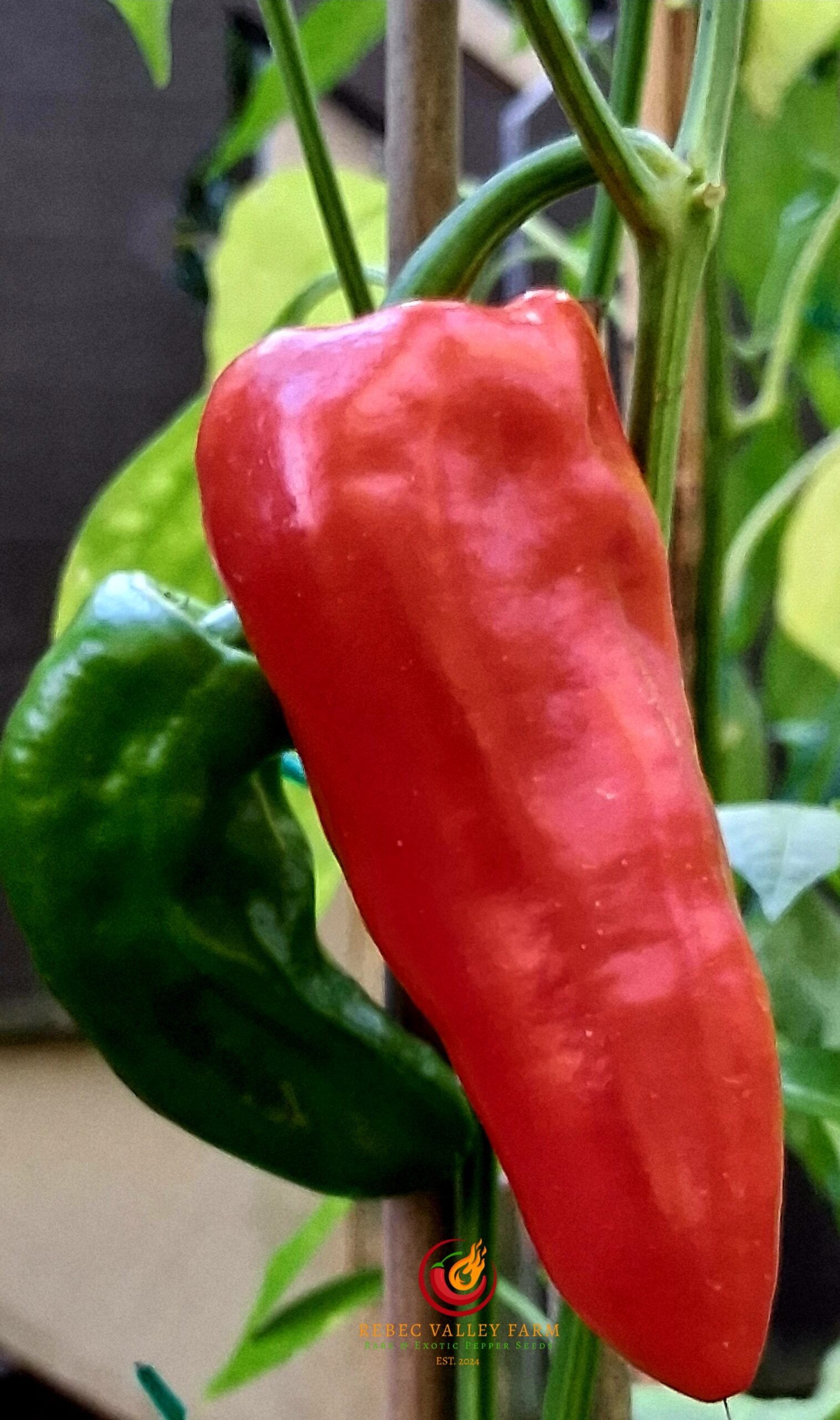 Txorixero Pepepr - Image 4