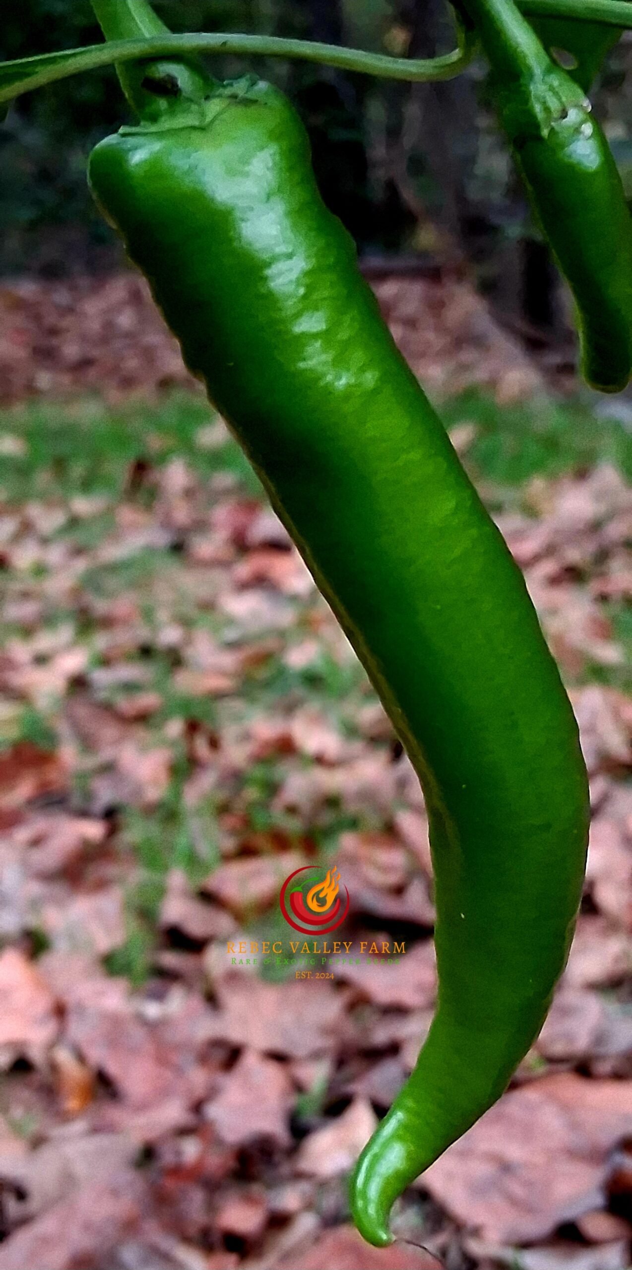 Cowhorn Pepper - Image 2