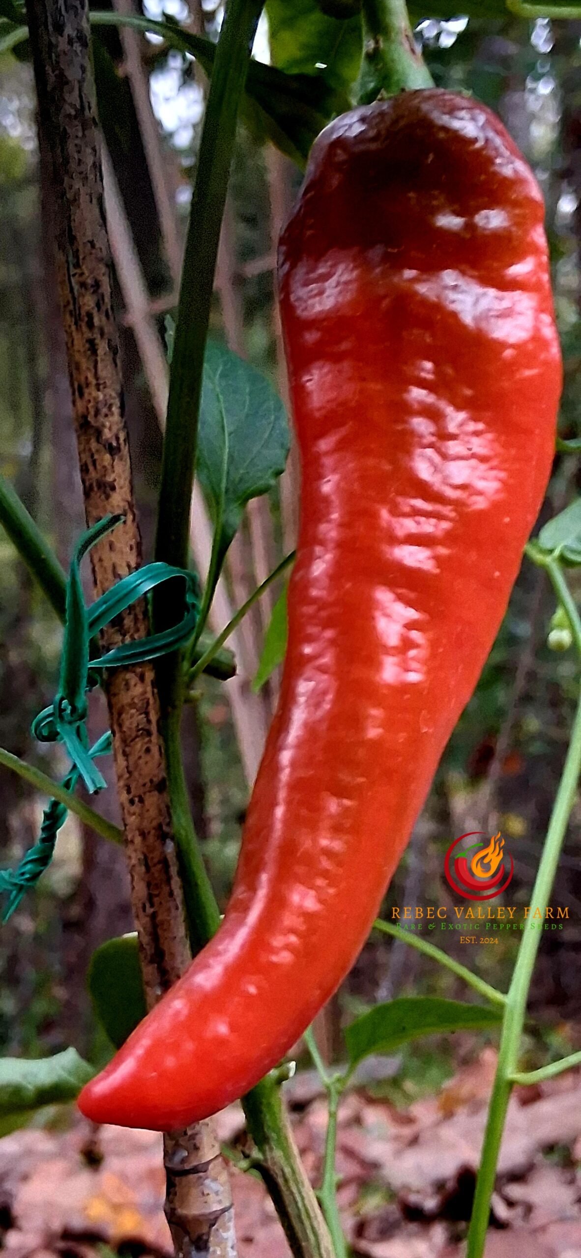 Cowhorn Pepper - Image 3