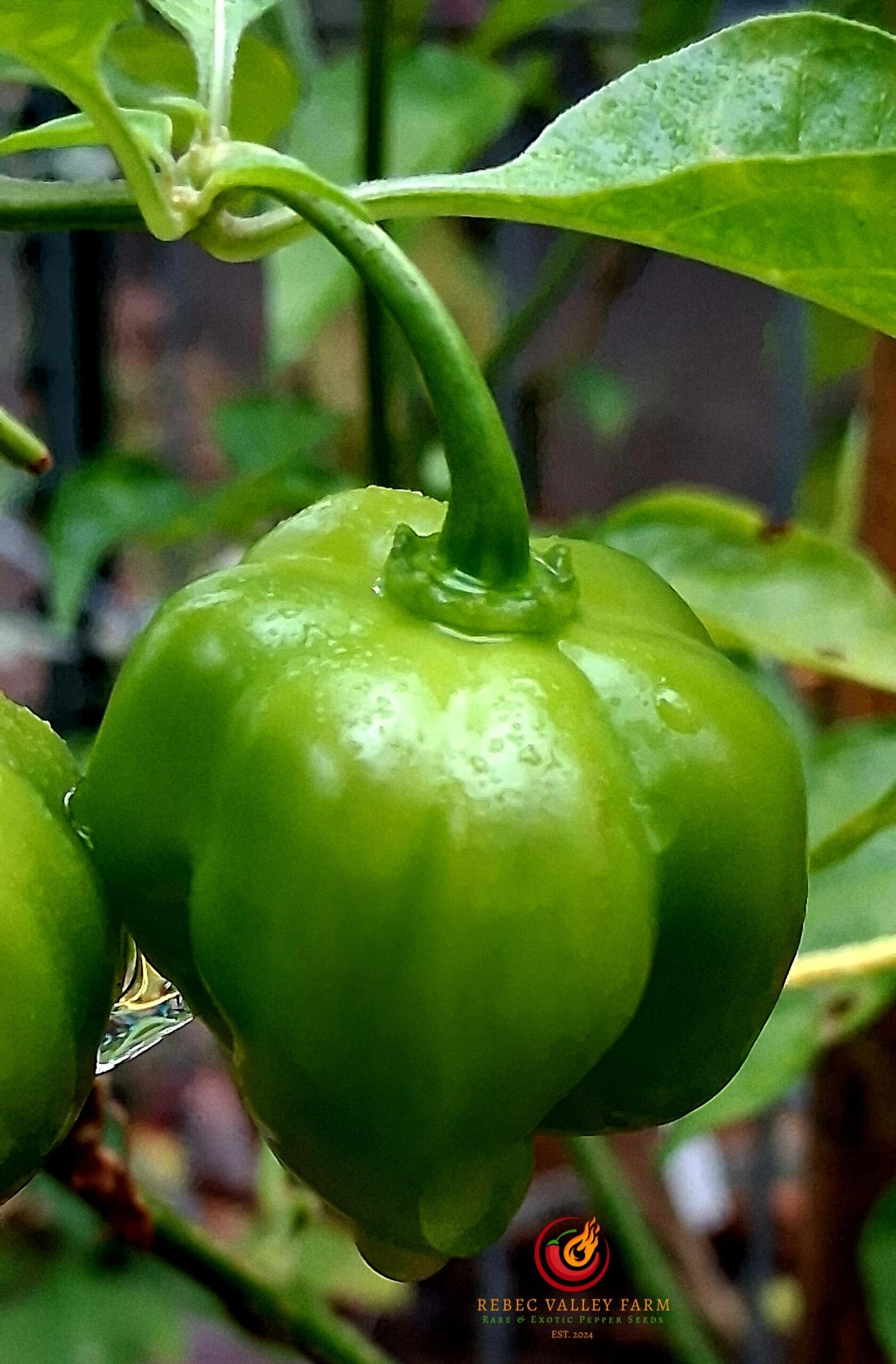Red Habanero Pepper - Image 4