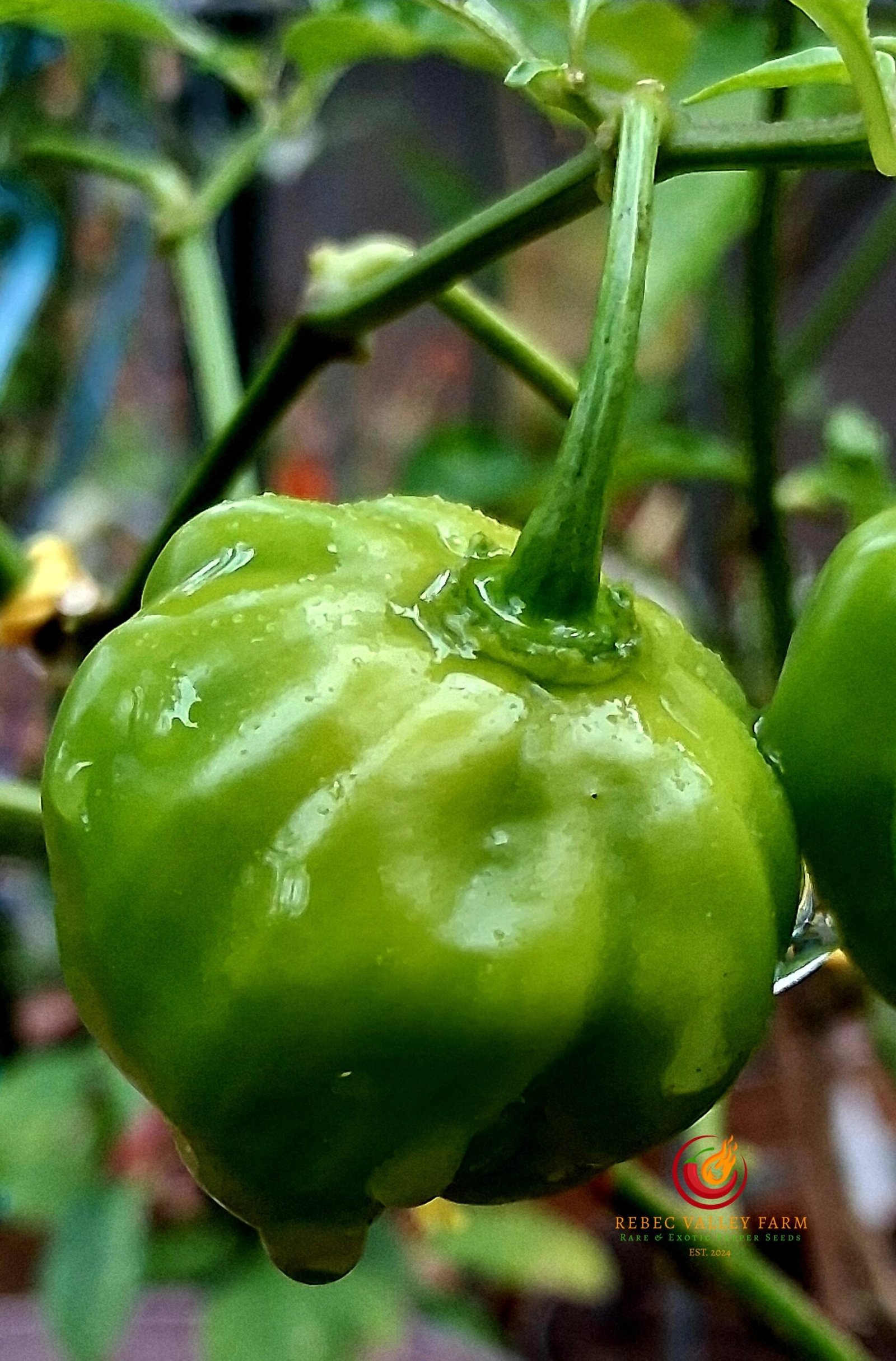 Red Habanero Pepper - Image 3