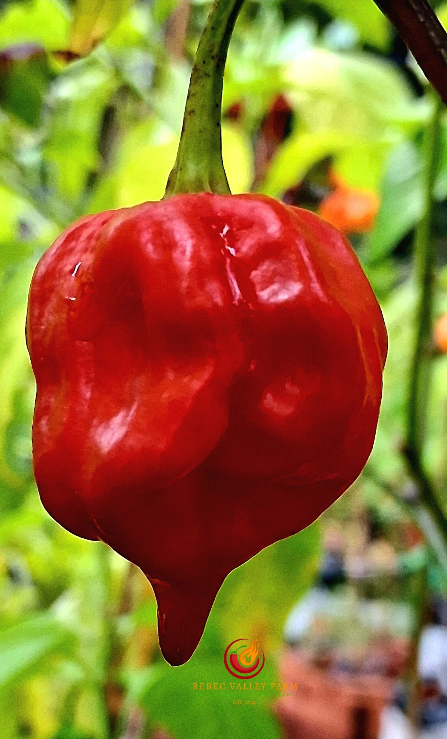 Purple Reaper Pepper - Image 8
