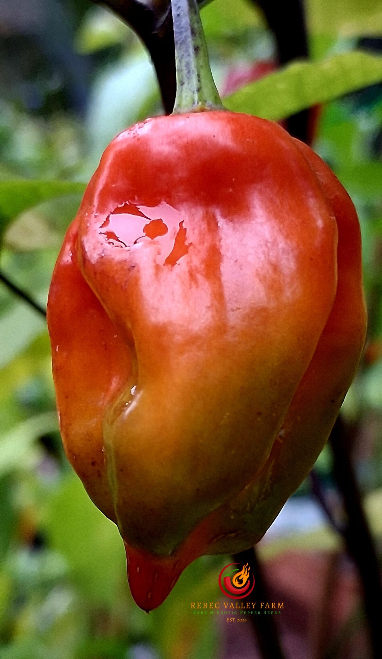 Purple Reaper Pepper - Image 7