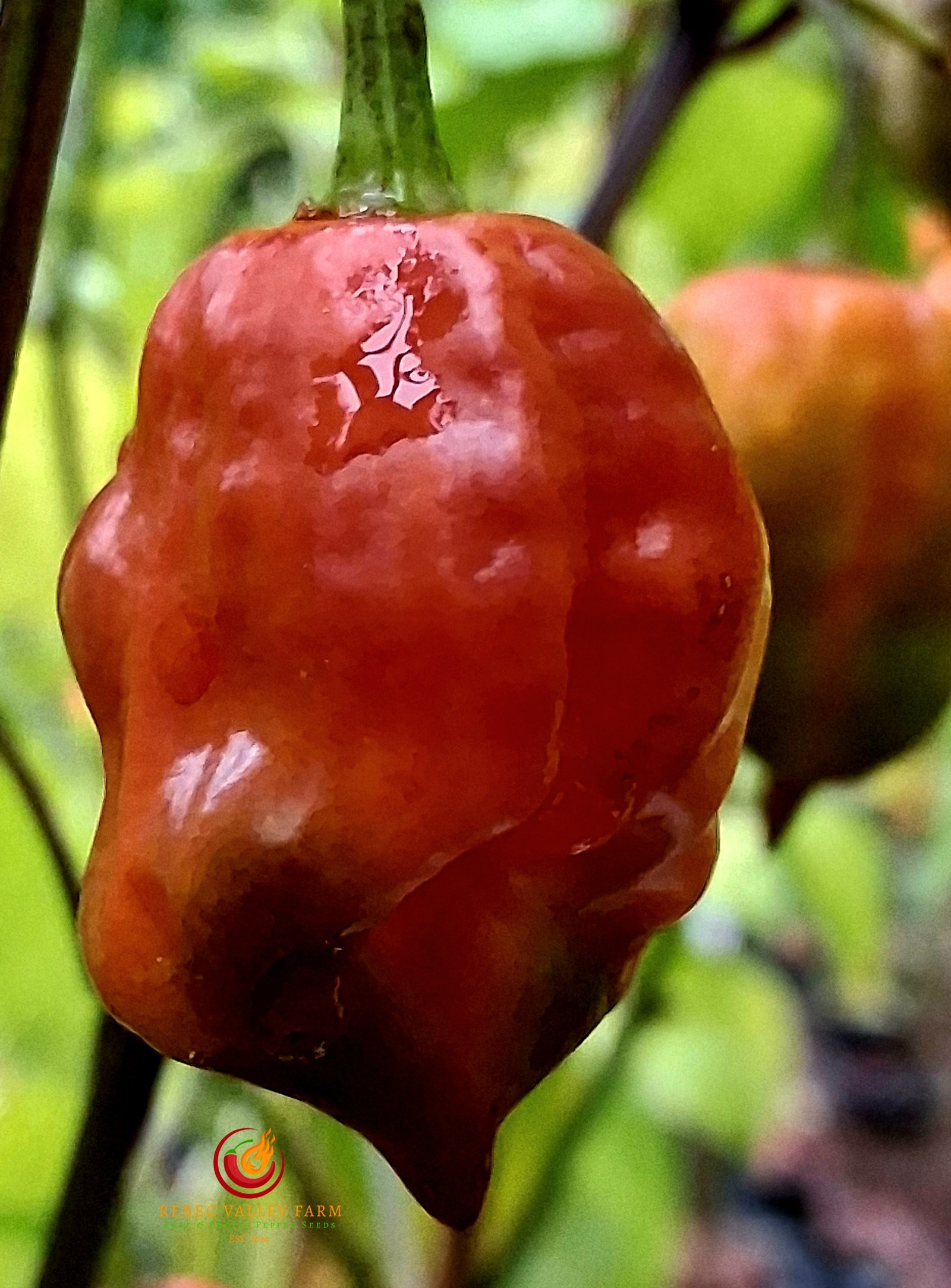 Purple Reaper Pepper - Image 6