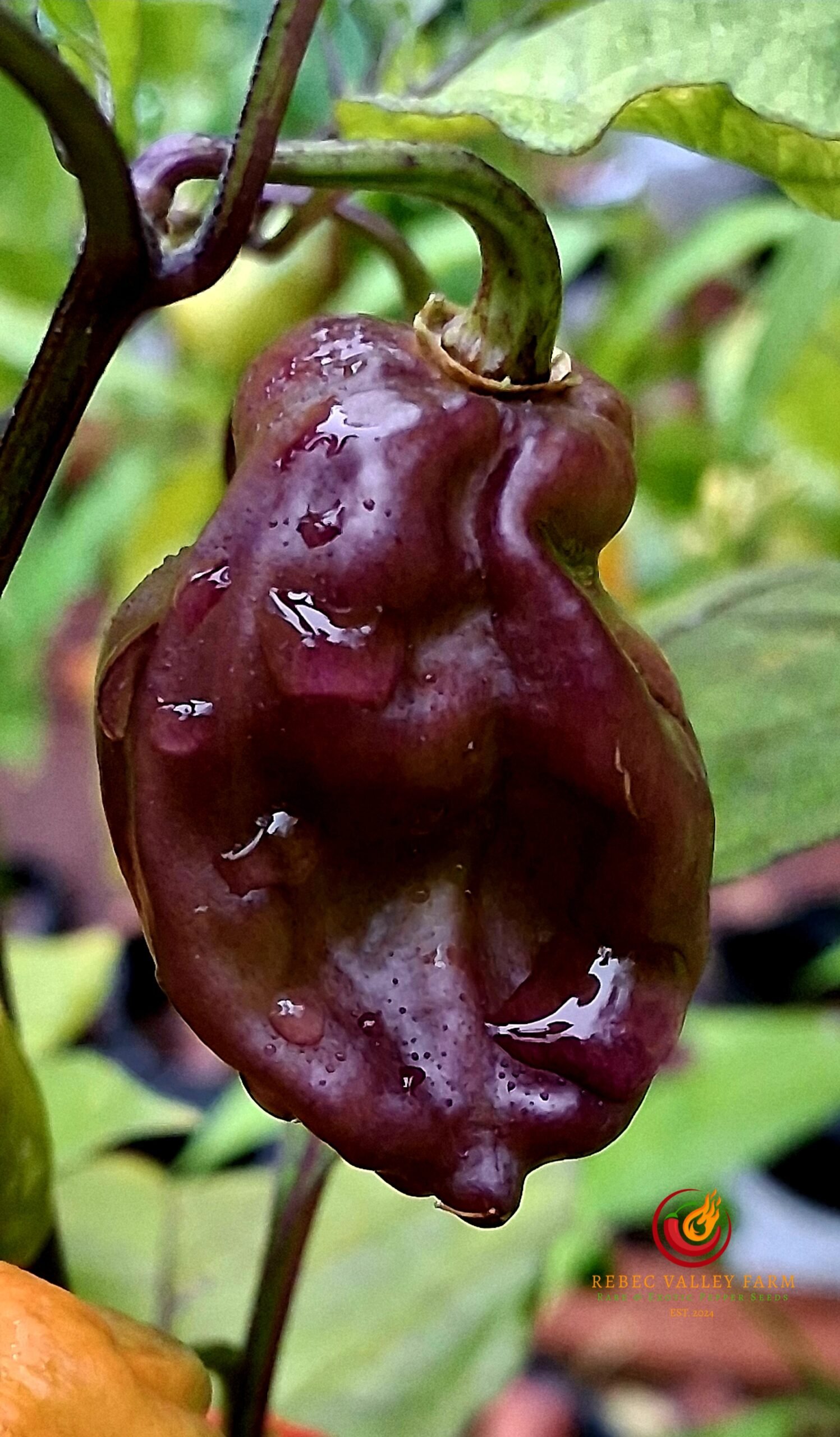 Purple Reaper Pepper - Image 5