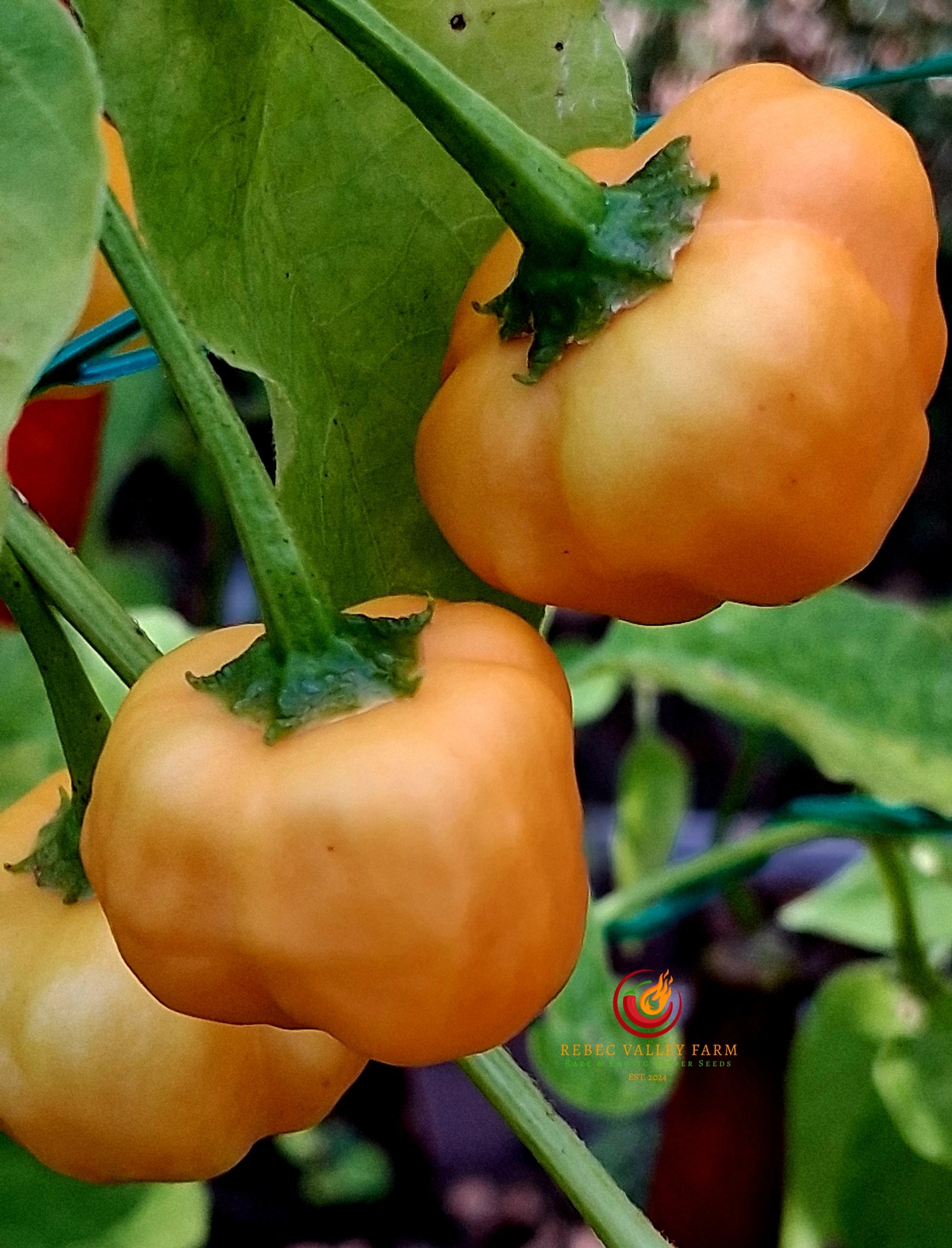 Berry Amarillo Pepper - Image 6