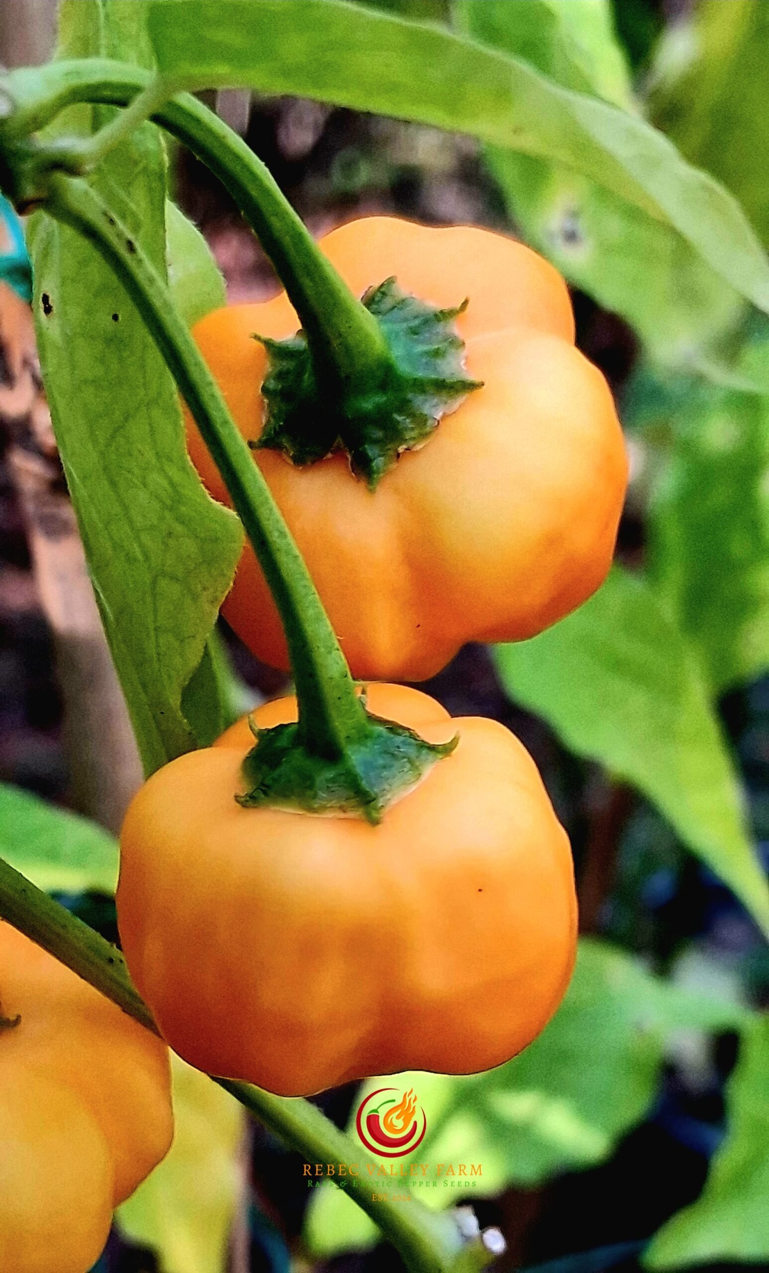 Berry Amarillo Pepper - Image 5