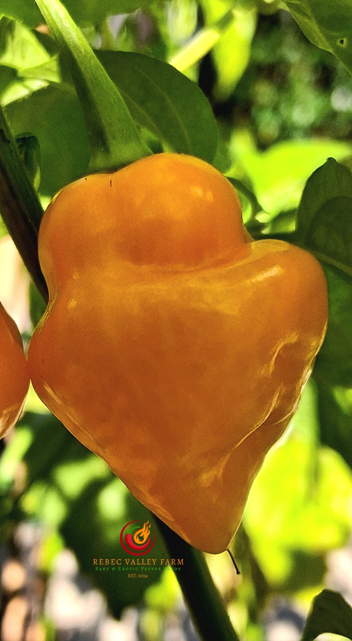 Trinidad Perfume Pepper - Image 4