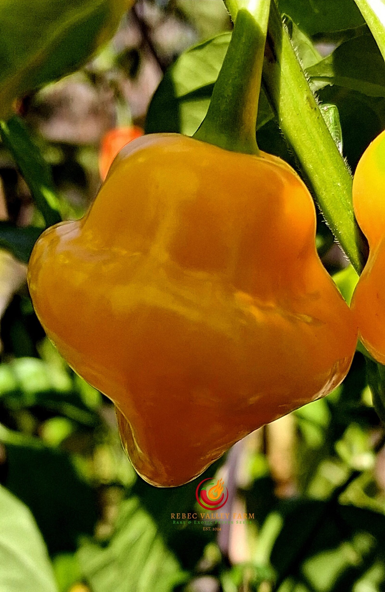 Trinidad Perfume Pepper - Image 3