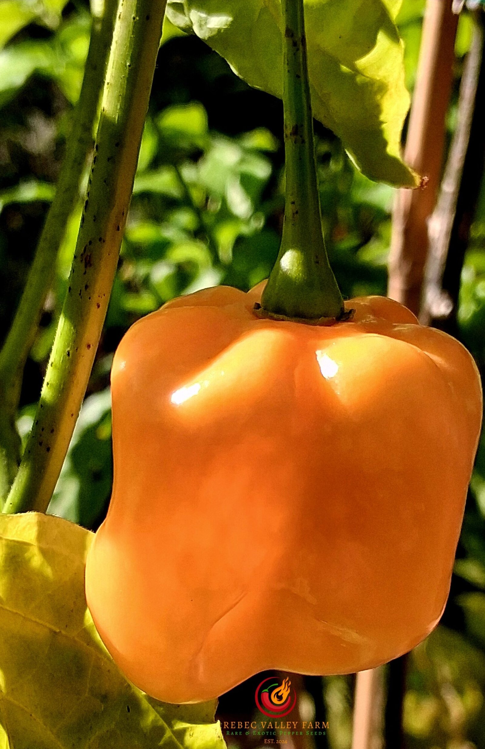 Roger's Giant Orange Habanero Pepper - Image 4