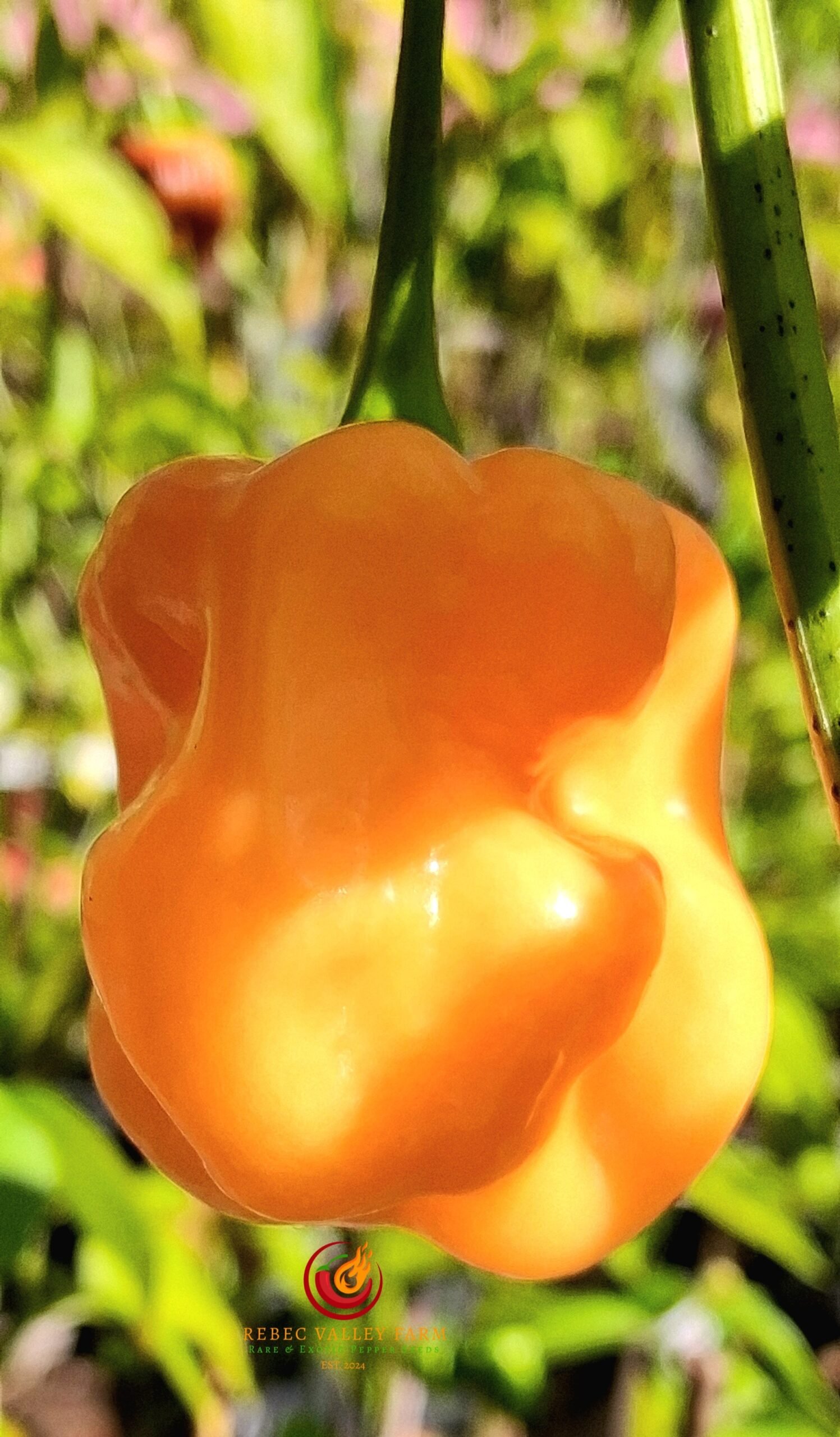 Roger's Giant Orange Habanero Pepper - Image 3