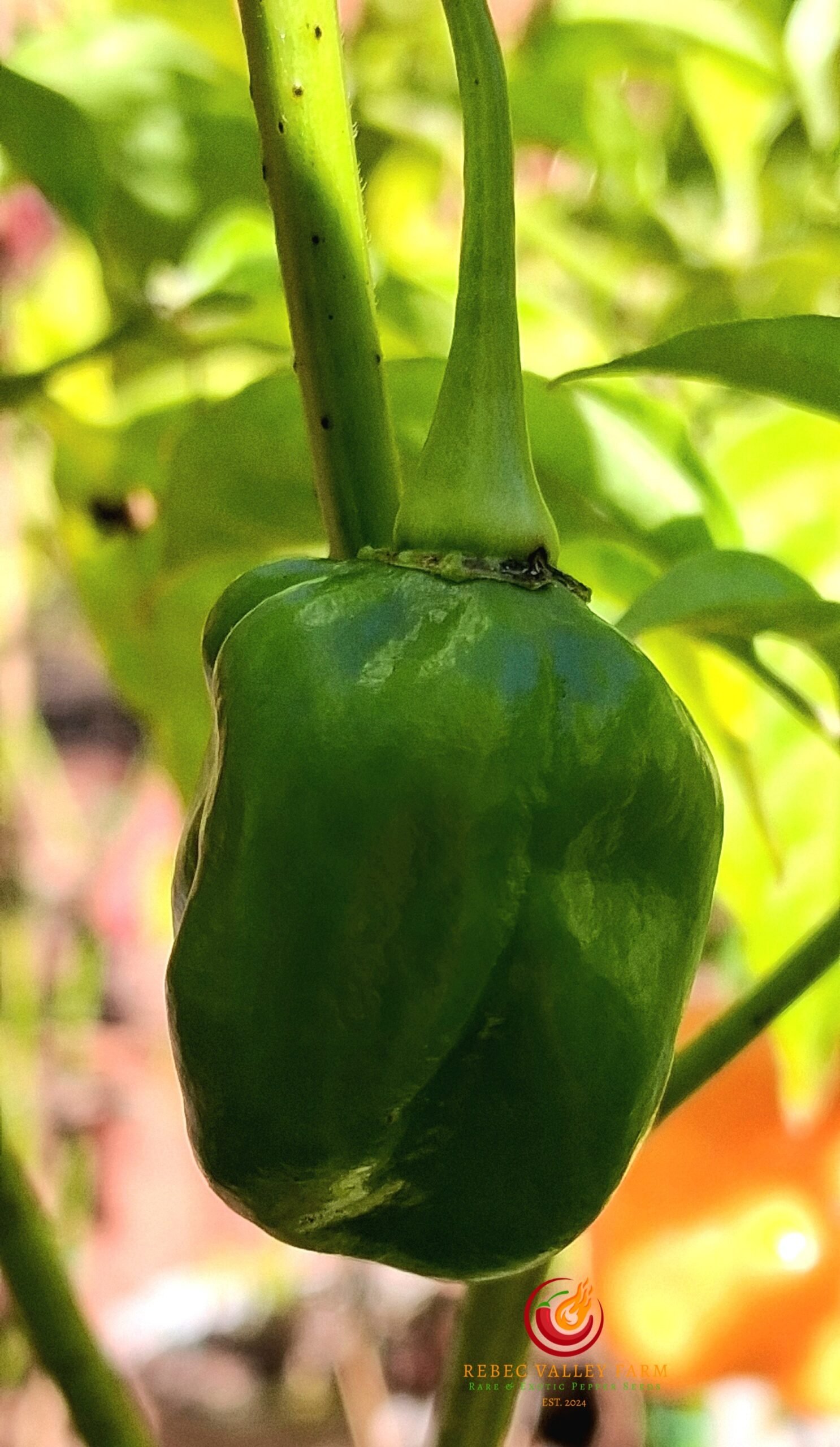Roger's Giant Orange Habanero Pepper - Image 2