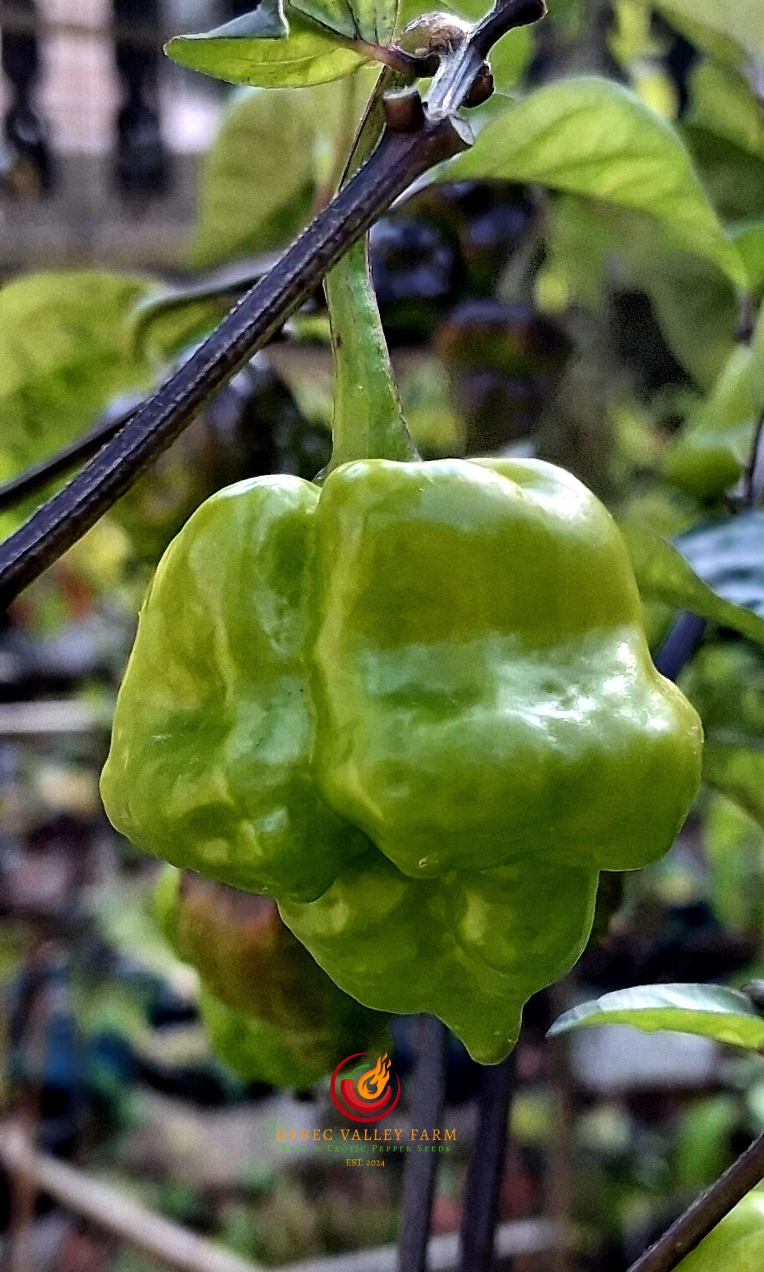 Da Hulk Pepper - Image 3