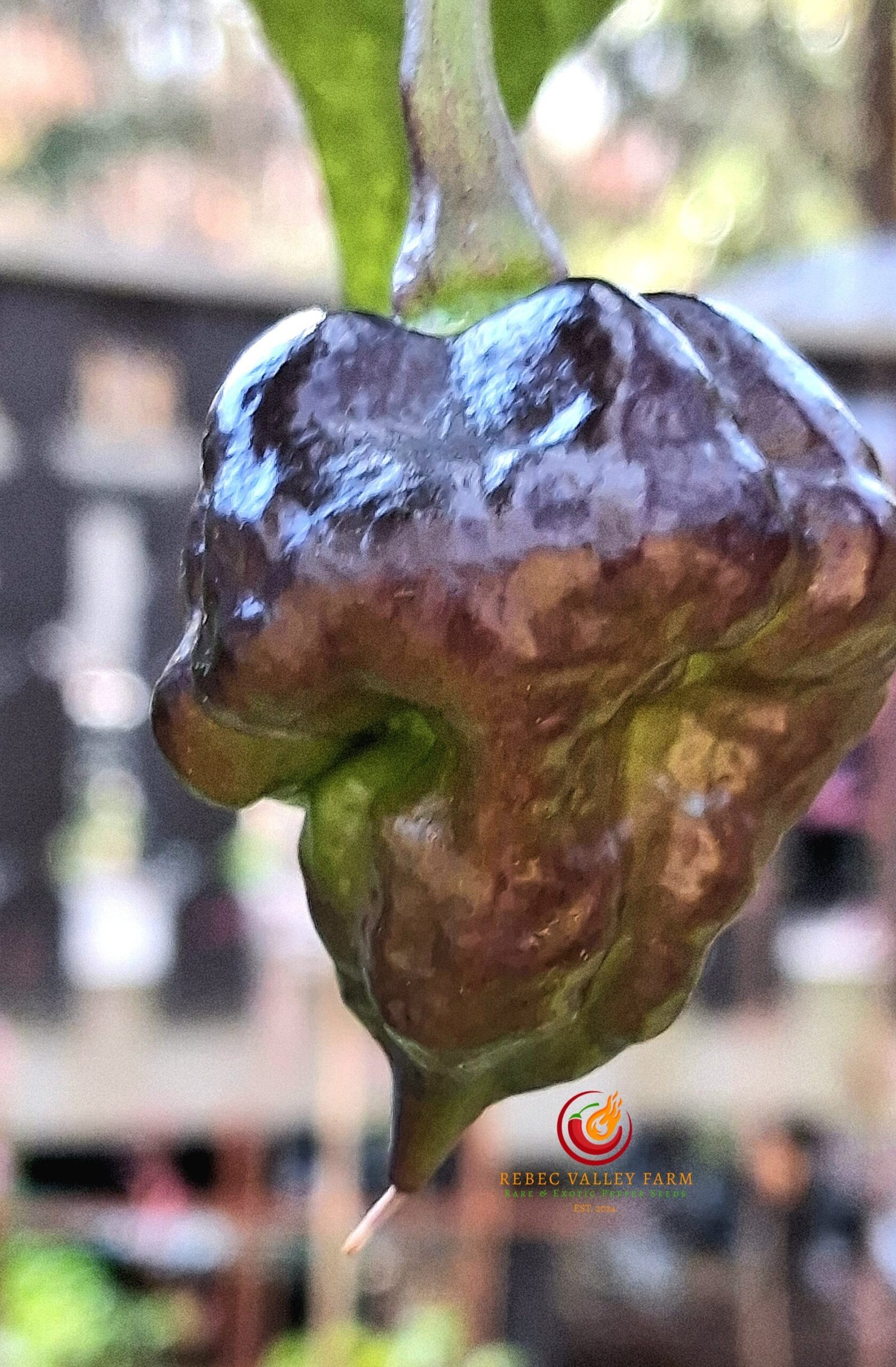 Da Hulk Pepper - Image 2