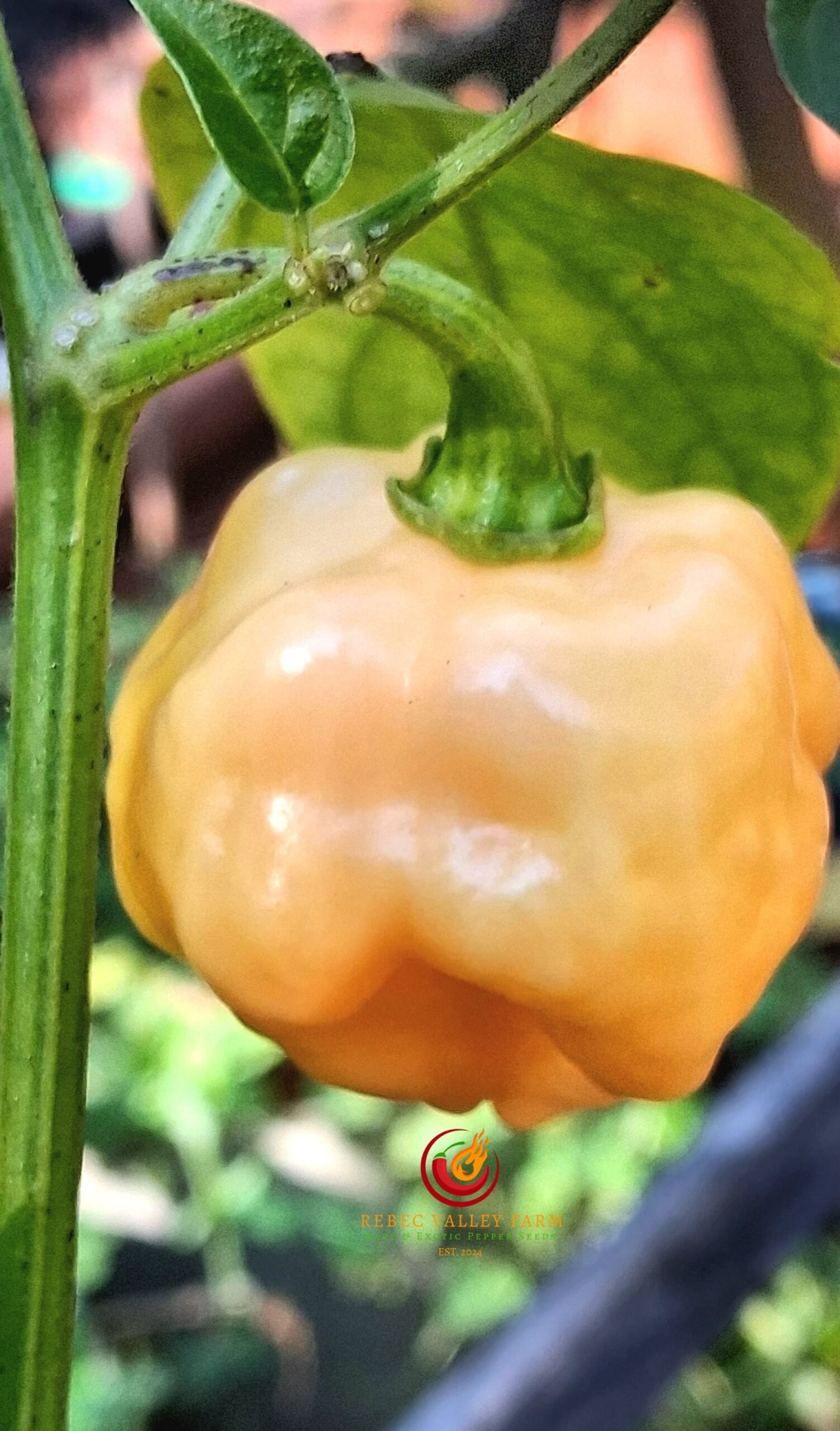 Aji Margariteno Pepper - Image 2