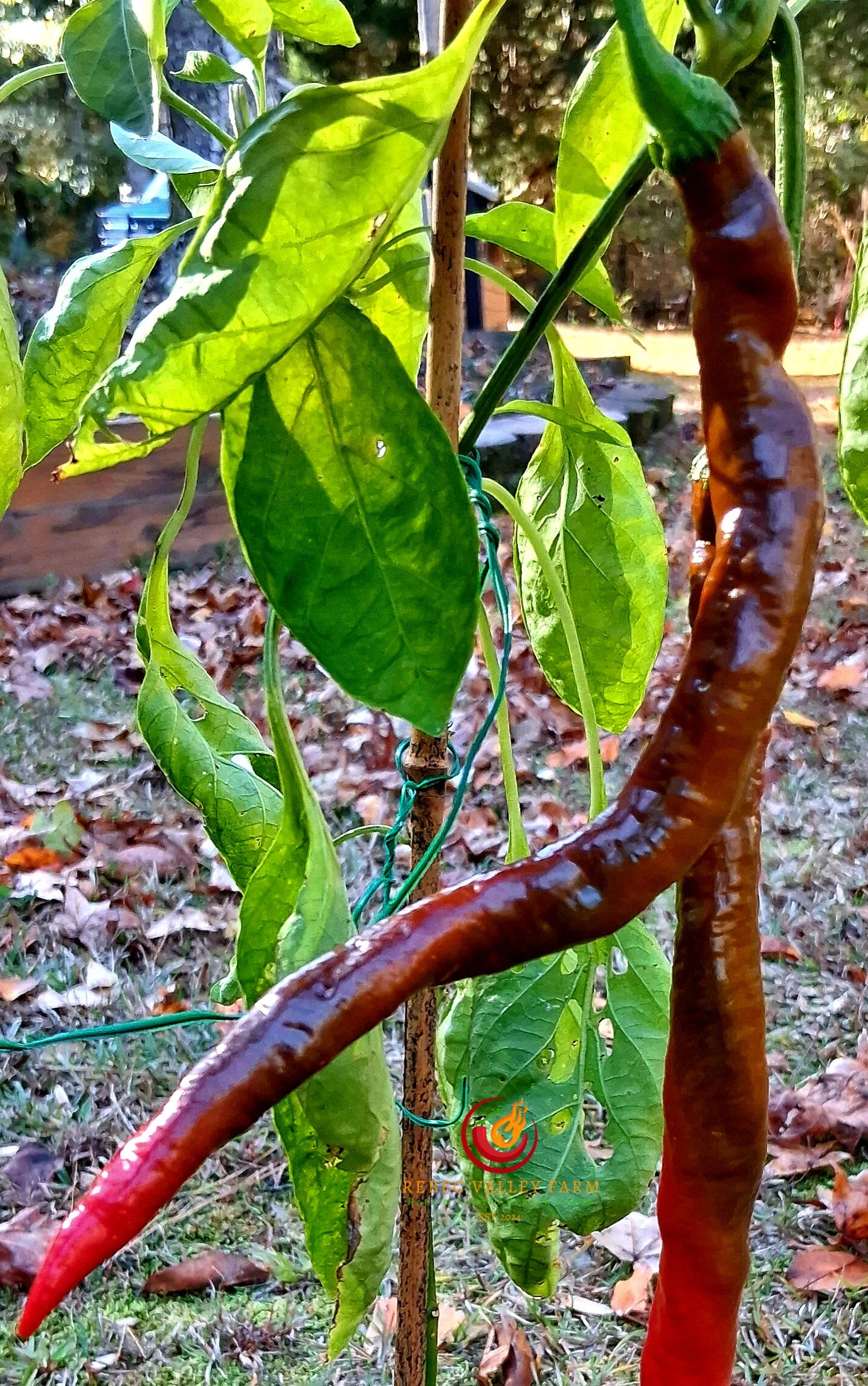 Hangjiao 2 Meteor Pepper - Image 2