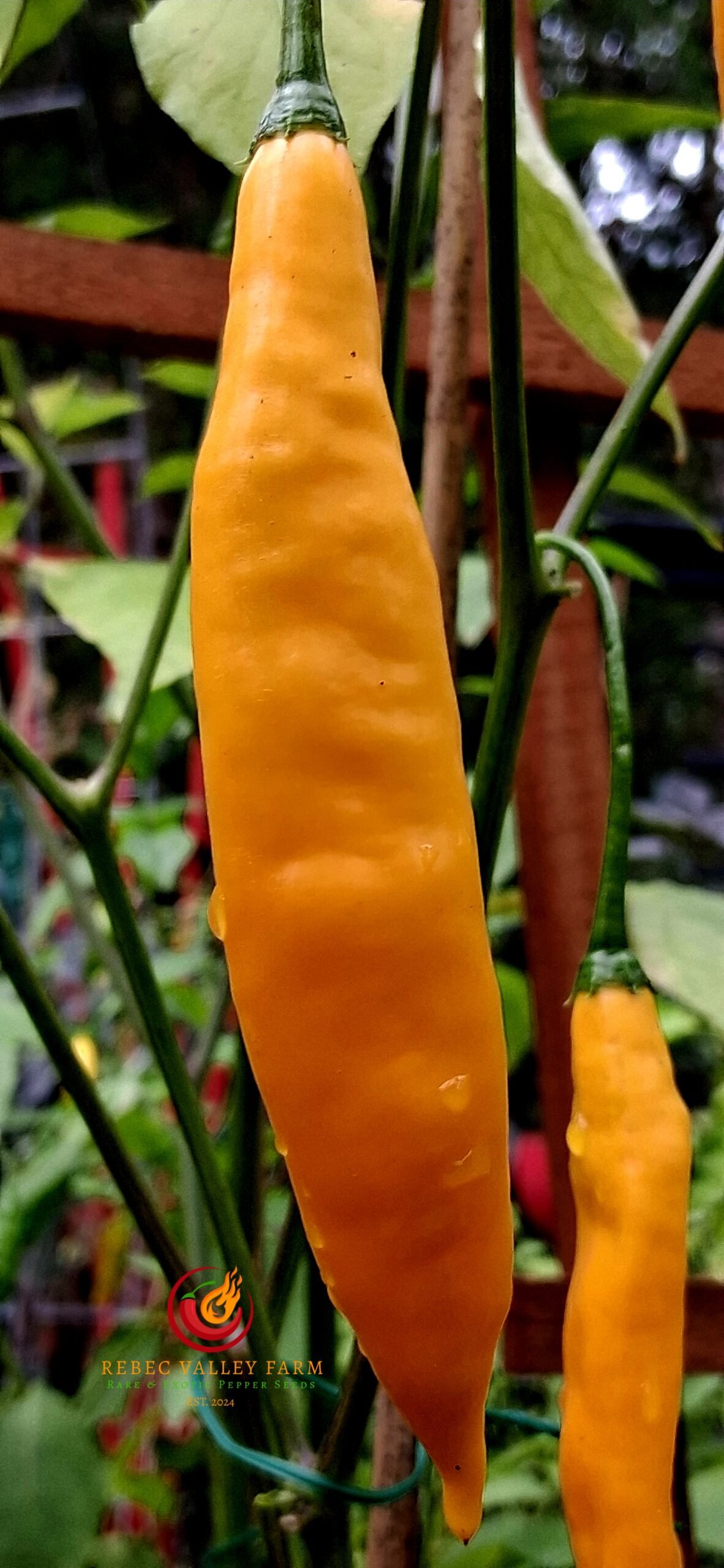 Aji Guyana Pepper - Image 2